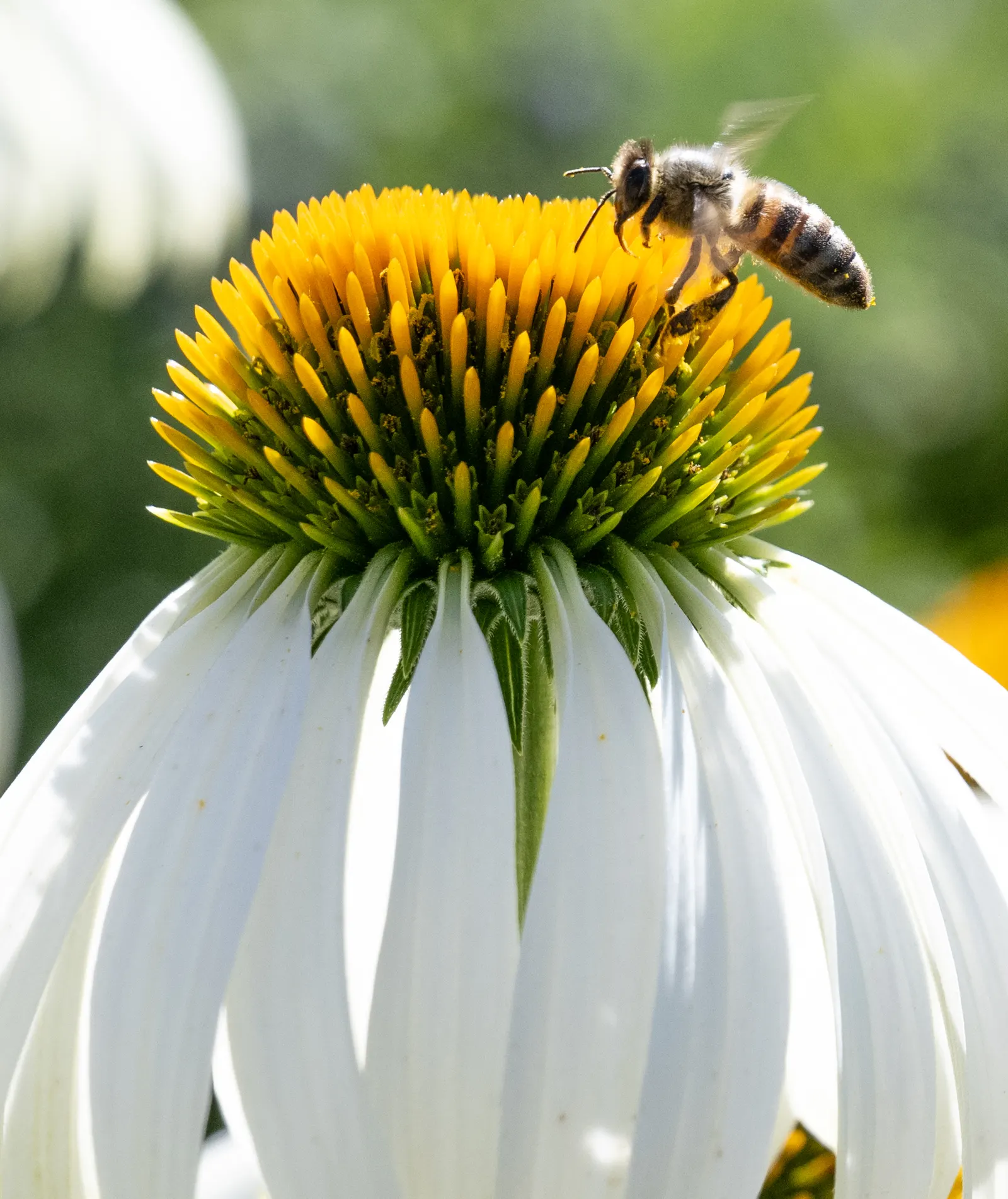 White Swan Coneflower (Echinacea Purpurea 'White Swan') — The blossoms are characterized by their pristine
