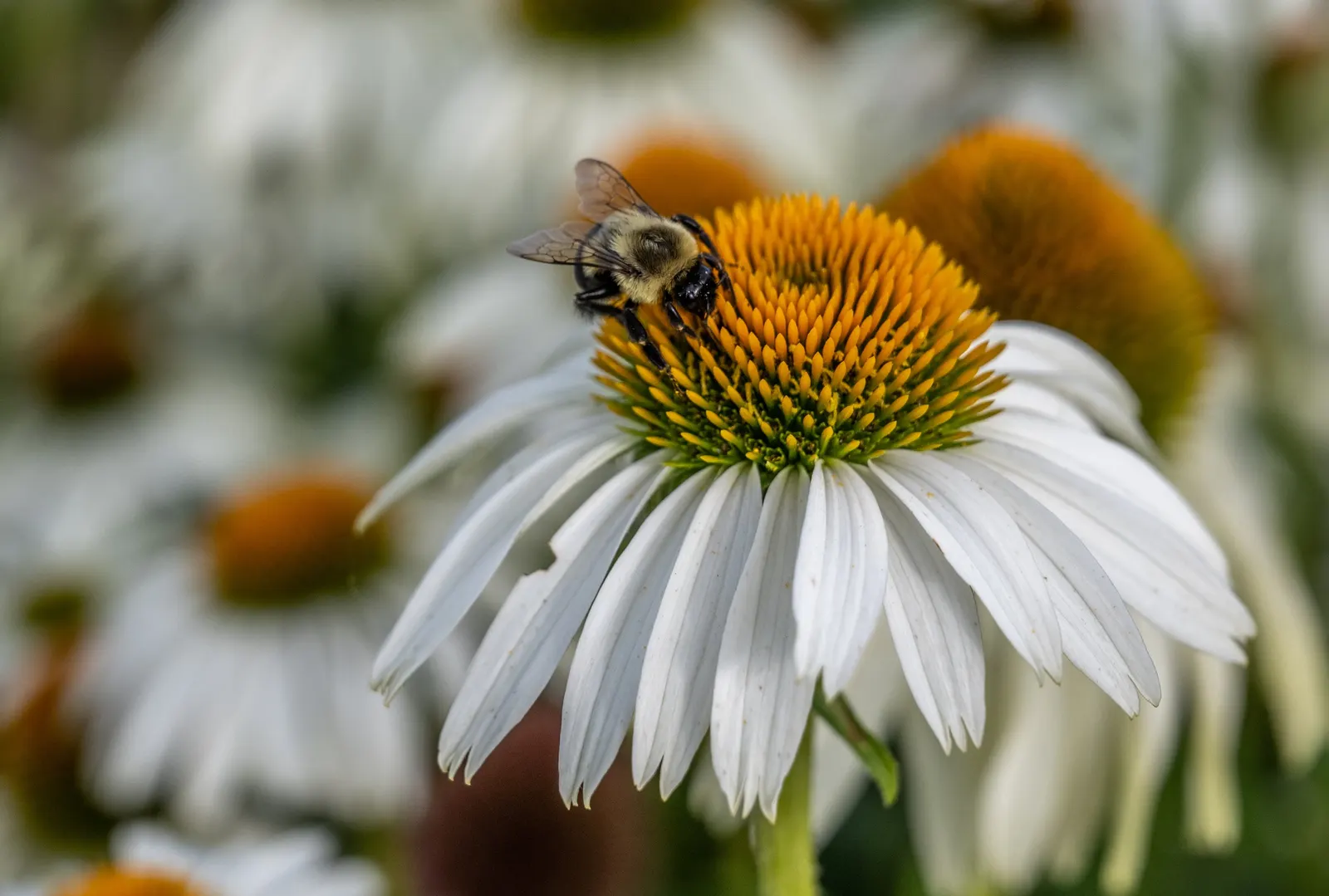 White Swan Coneflower (Echinacea Purpurea 'White Swan') — though it exhibits drought tolerance once established