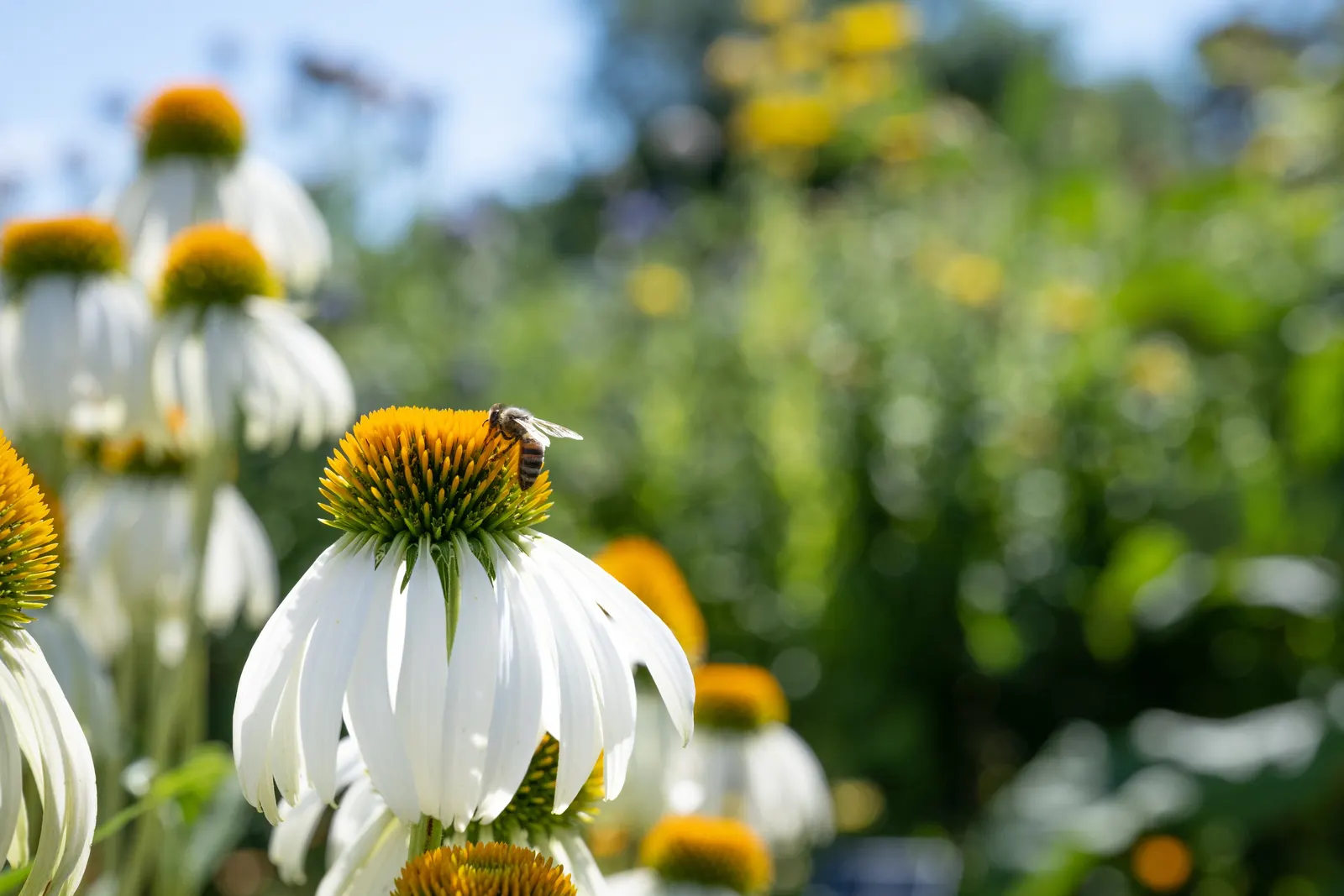 White Swan Coneflower (Echinacea Purpurea 'White Swan') — daisy-like flowers that can reach 3 to 4 inches across; the 'White Swan' Coneflower