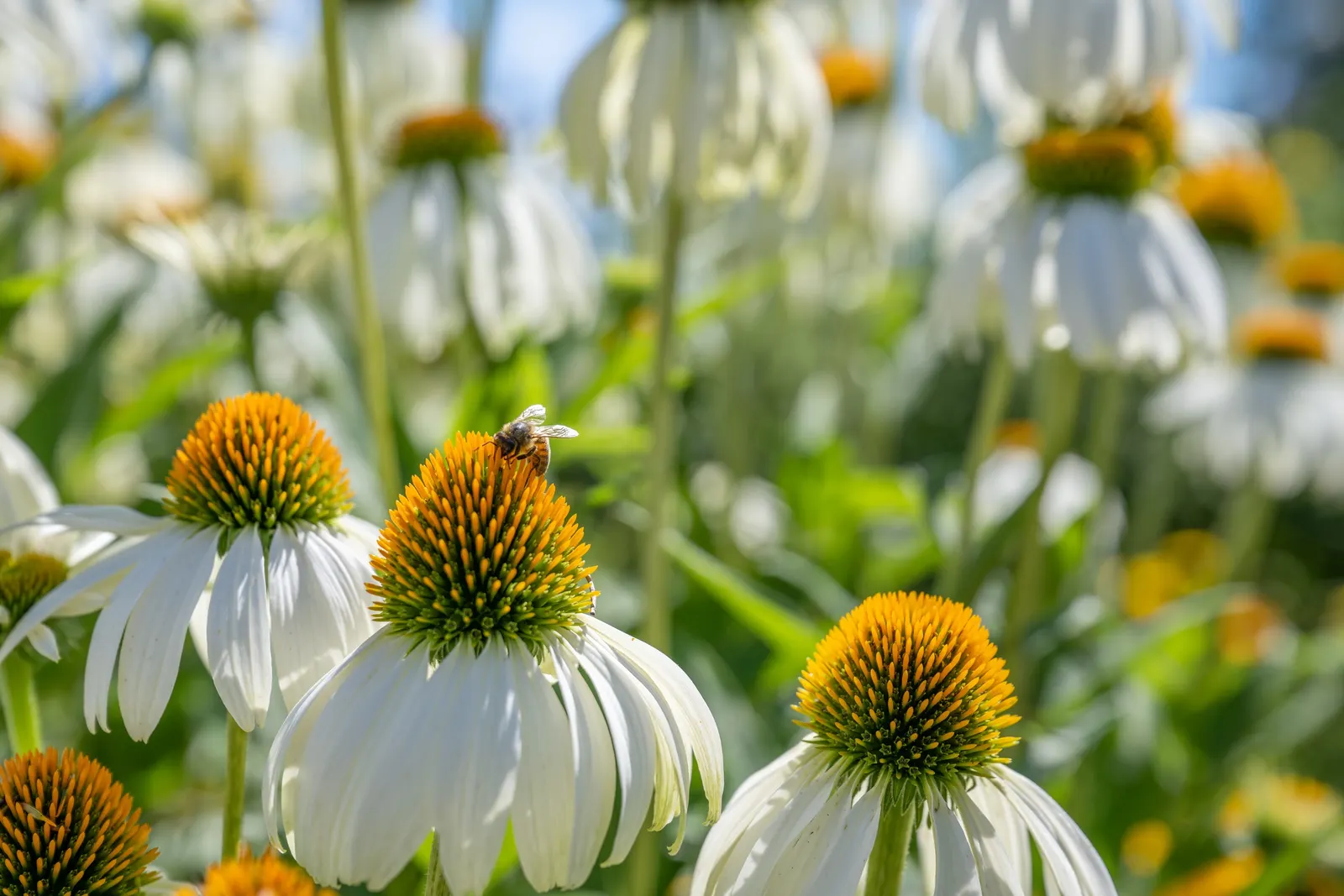 White Swan Coneflower (Echinacea Purpurea 'White Swan') — Blooming from early to late summer, it reaches a height of 2 to 3 feet and spreads up to 1.5 feet