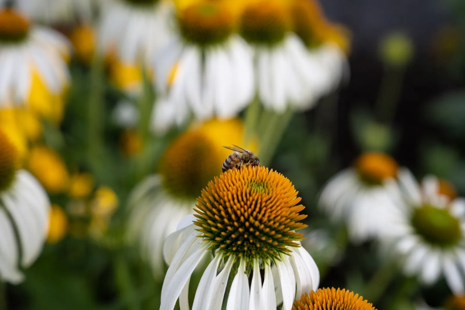 White Swan Coneflower (Echinacea Purpurea 'White Swan') — daisy-like flowers with a raised; ideal for borders, wildflower gardens, and as a cut flower