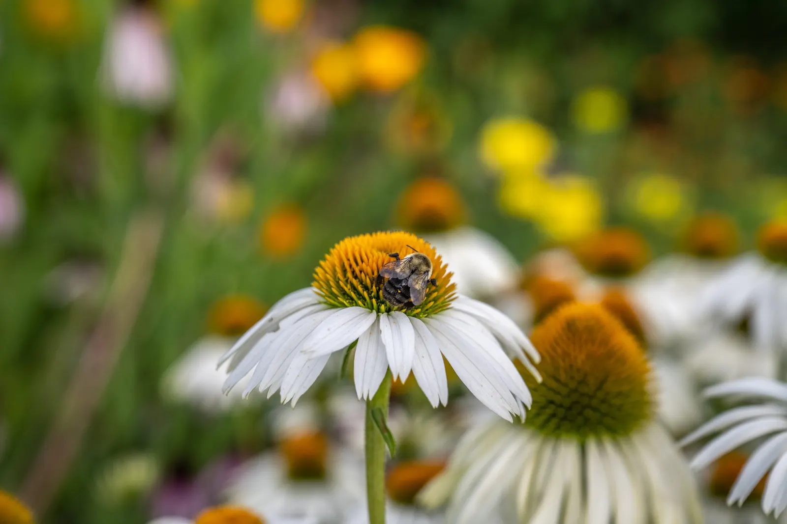 White Swan Coneflower (Echinacea Purpurea 'White Swan') — this plant displays classic; multi-colored and orange and white flowers in the garden