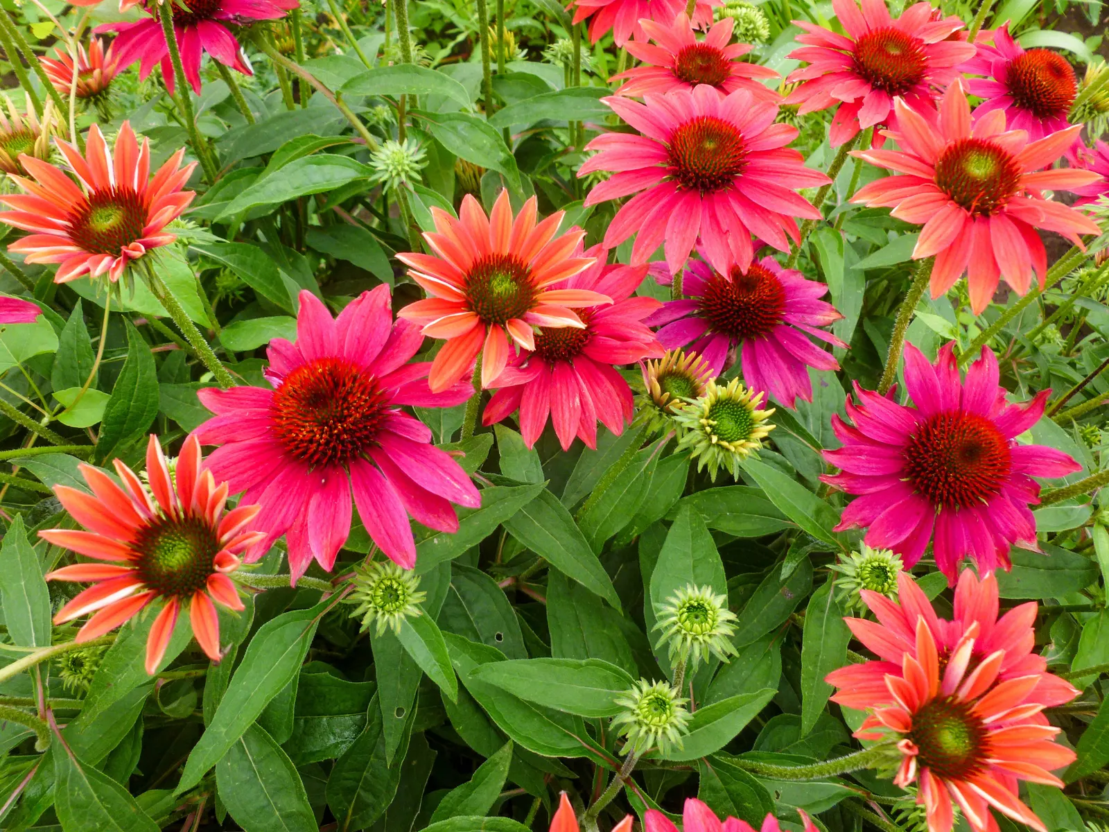 Sombrero® Tres Amigos (Echinacea hybrida) — Hardy in zones 4-9, it thrives in full sun to part shade and requires well-drained soil