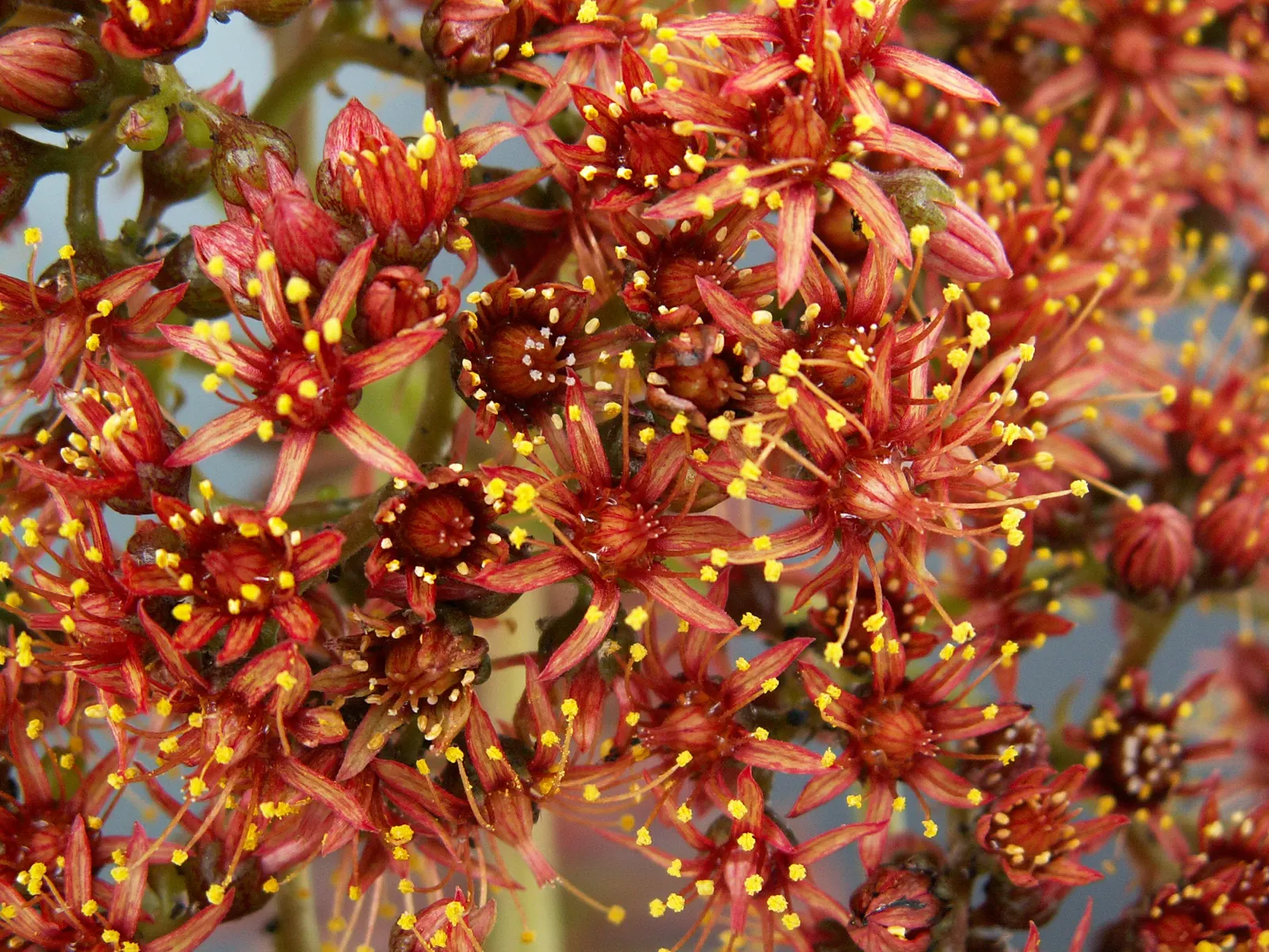 Noble Aeonium (Aeonium Nobile) — Hardy in USDA Zones 9‚Äì11