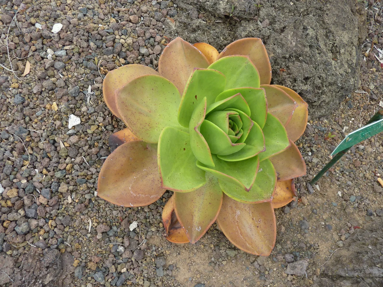 Noble Aeonium (Aeonium Nobile) — stout stem reaching up to 24 inches in height