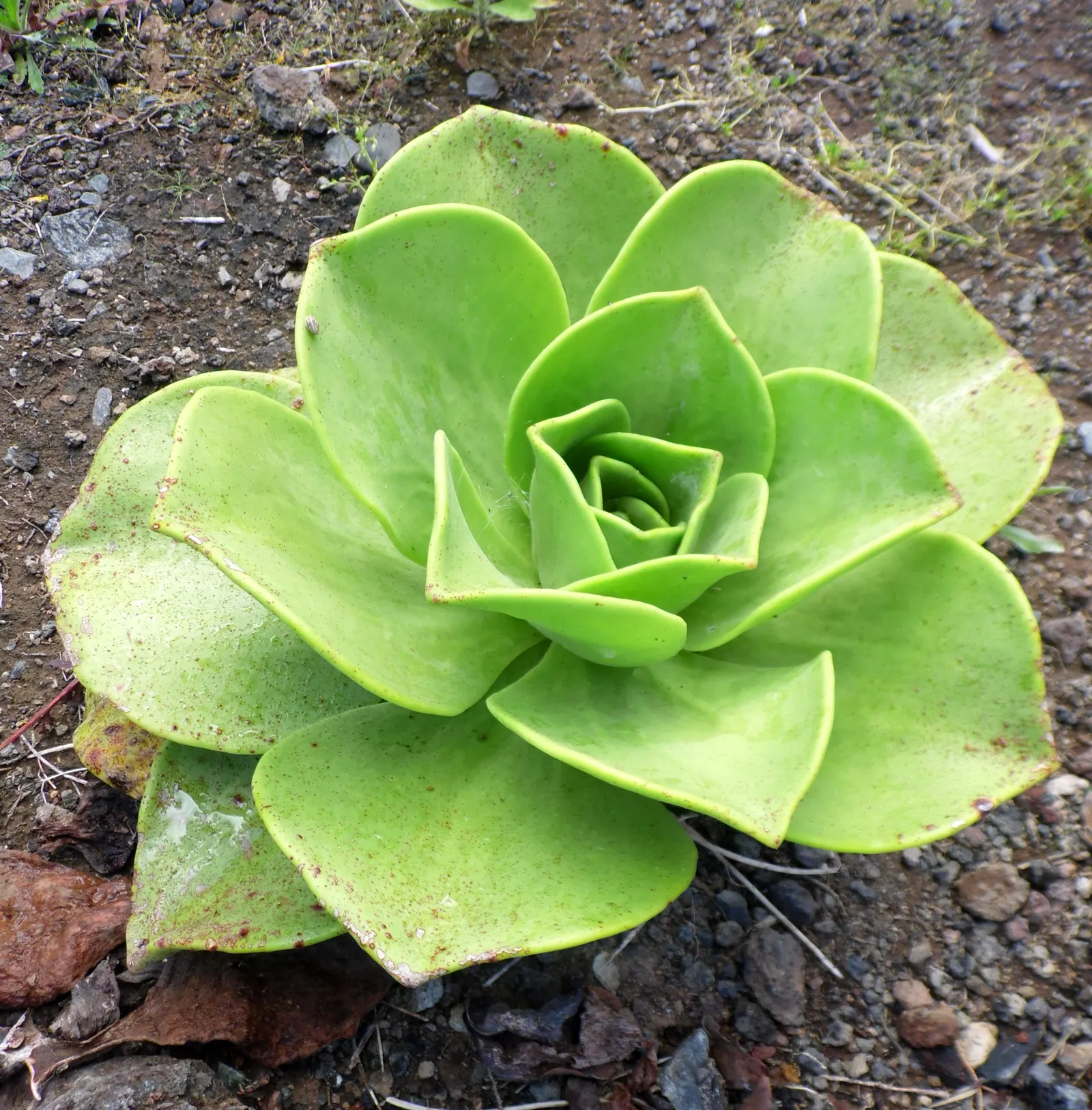 Noble Aeonium (Aeonium Nobile) — it showcases vibrant red flowers in a conical inflorescence