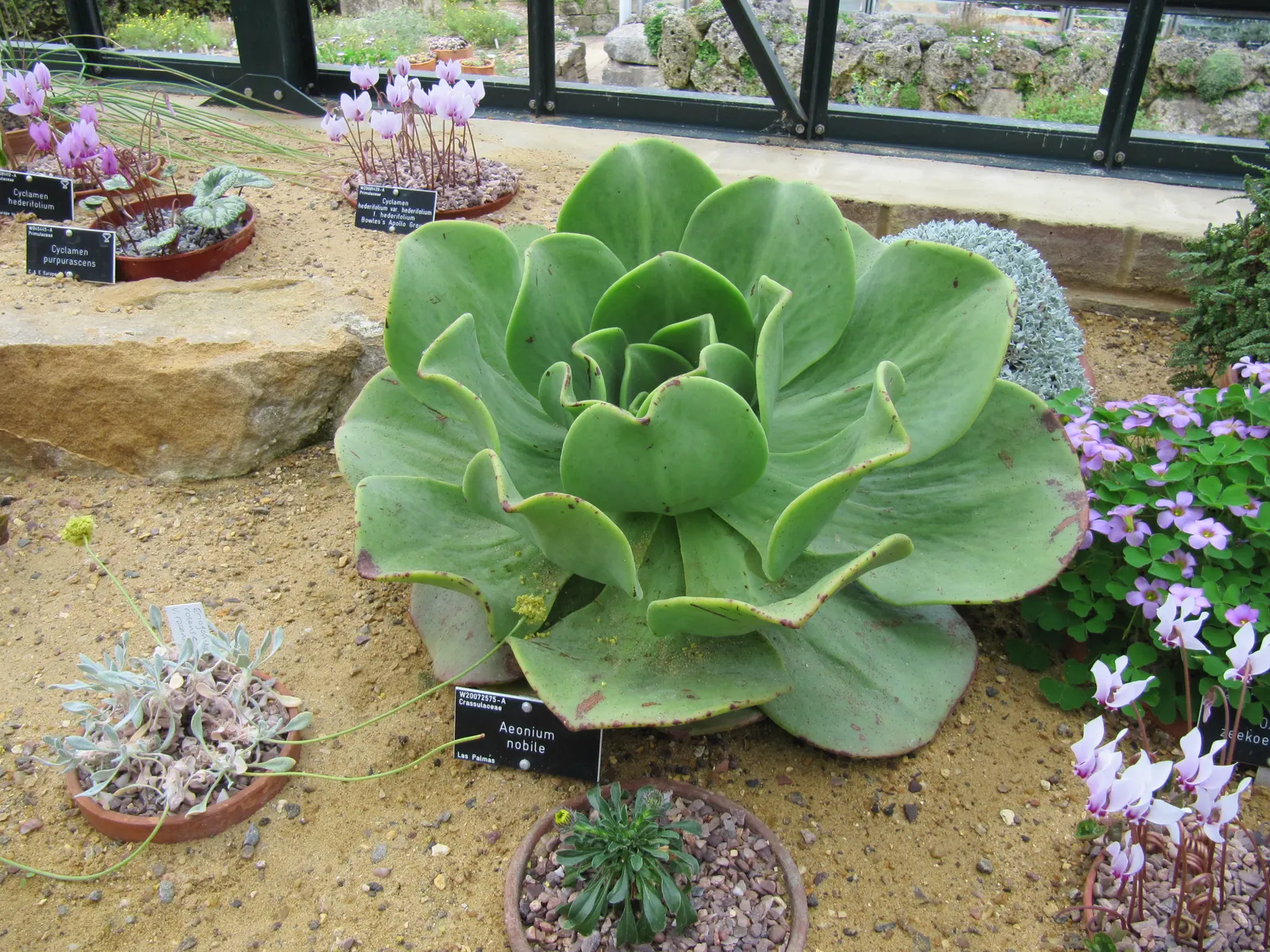 Noble Aeonium (Aeonium Nobile) — The Noble Aeonium (Aeonium nobile) is a stunning succulent that brings a bold presence to any landscape design