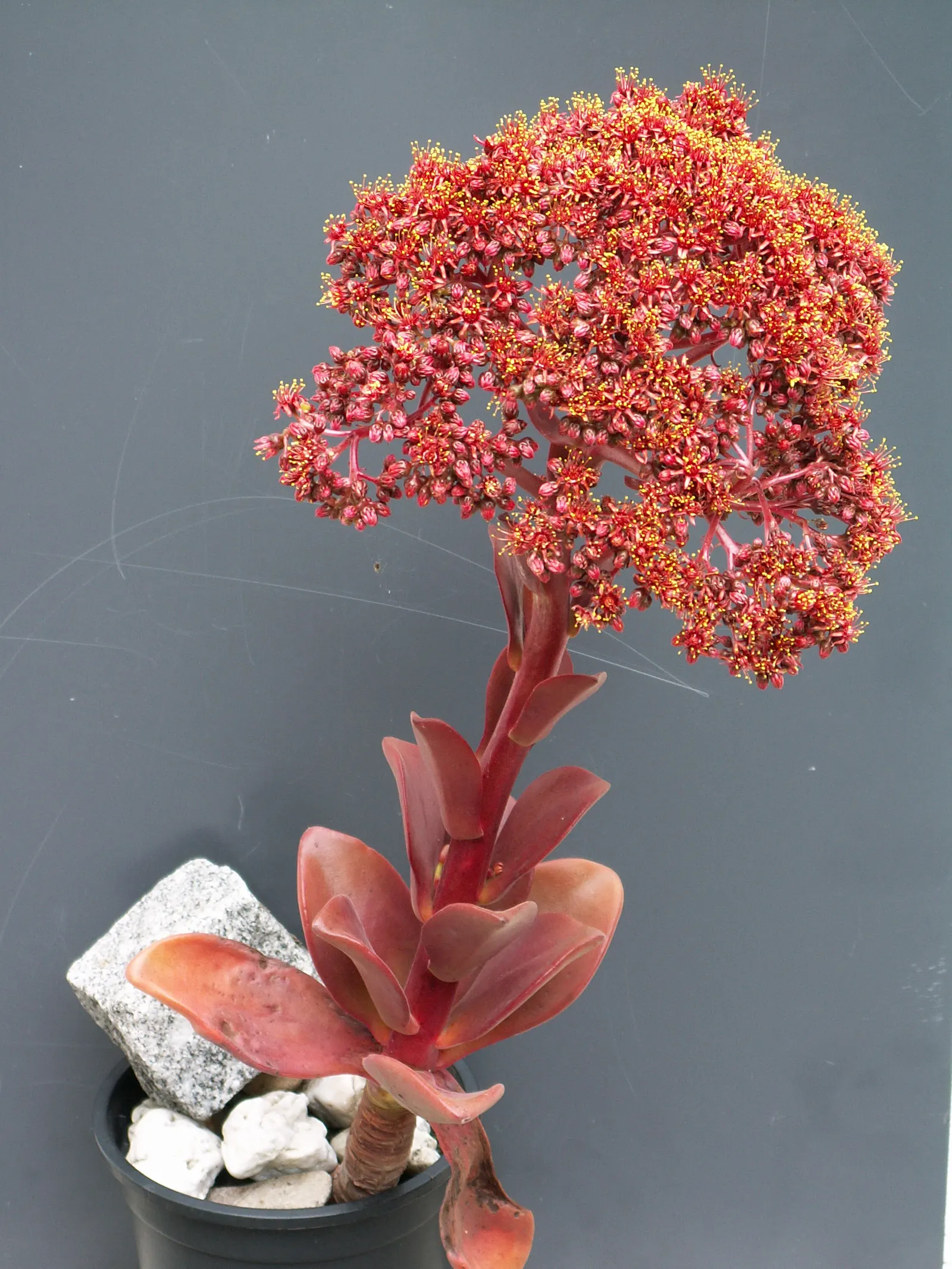 Noble Aeonium (Aeonium Nobile) — Preferring well-draining soil and partial shade
