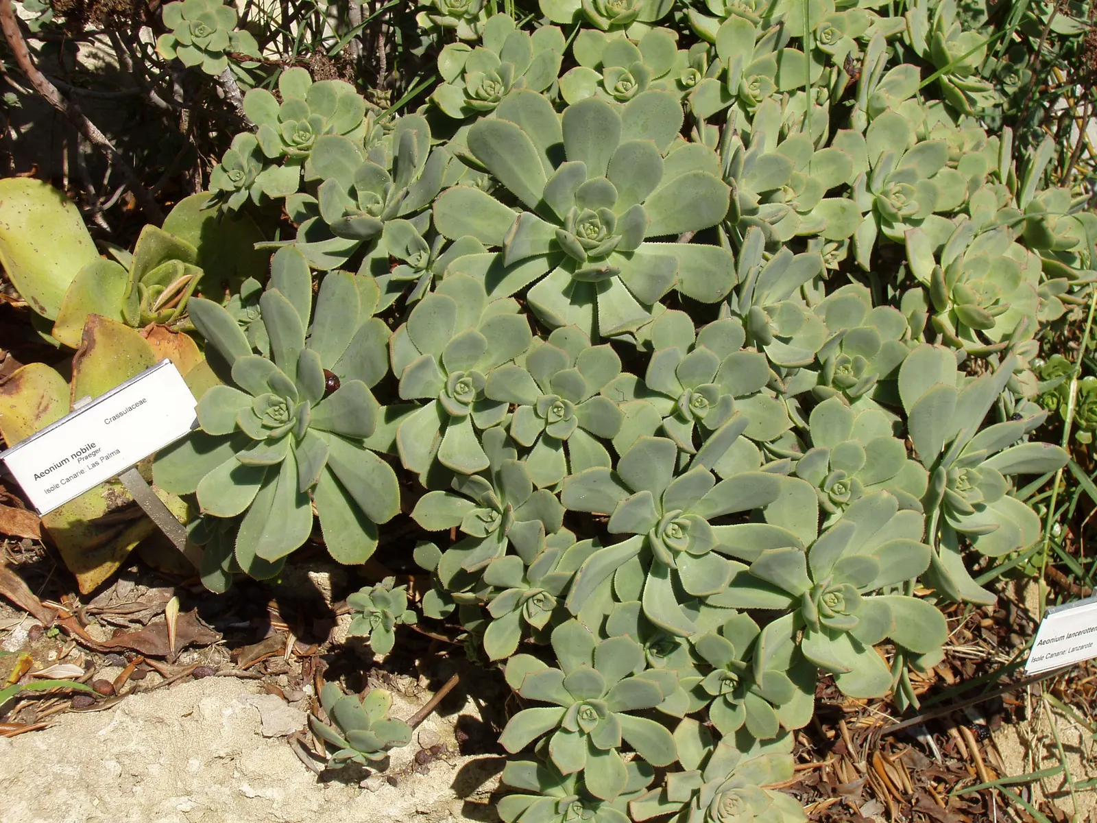 Noble Aeonium (Aeonium Nobile) — part of its allure is its impressive rosette which can grow to 8 inches in diameter