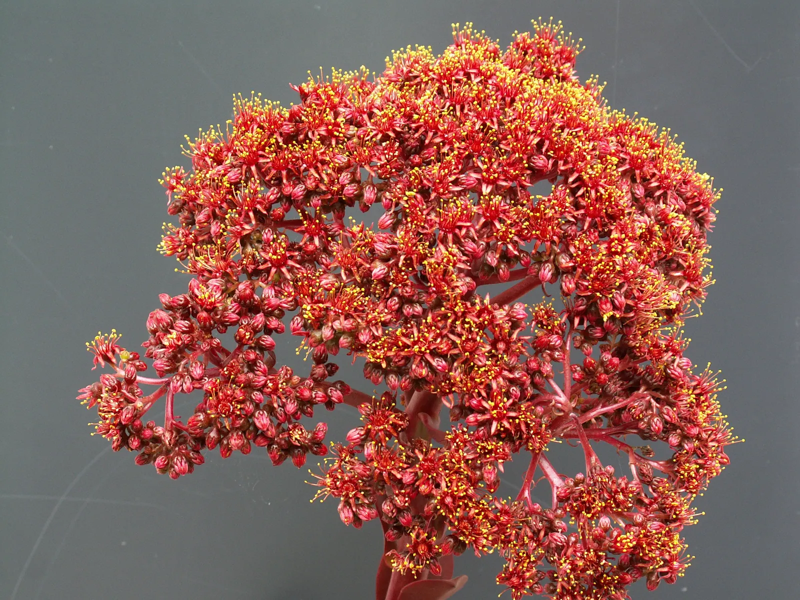 Noble Aeonium (Aeonium Nobile) — it's perfect in rock gardens or as an accent in drought-tolerant landscapes