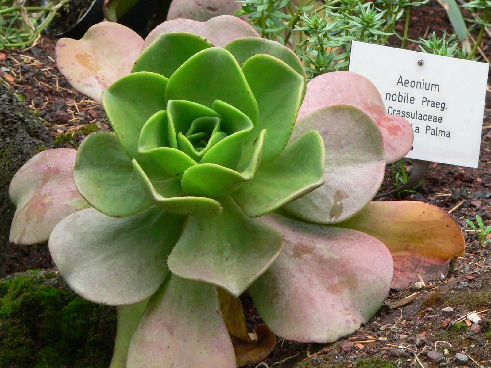 Noble Aeonium (Aeonium Nobile) — This plant originates from the Canary Islands