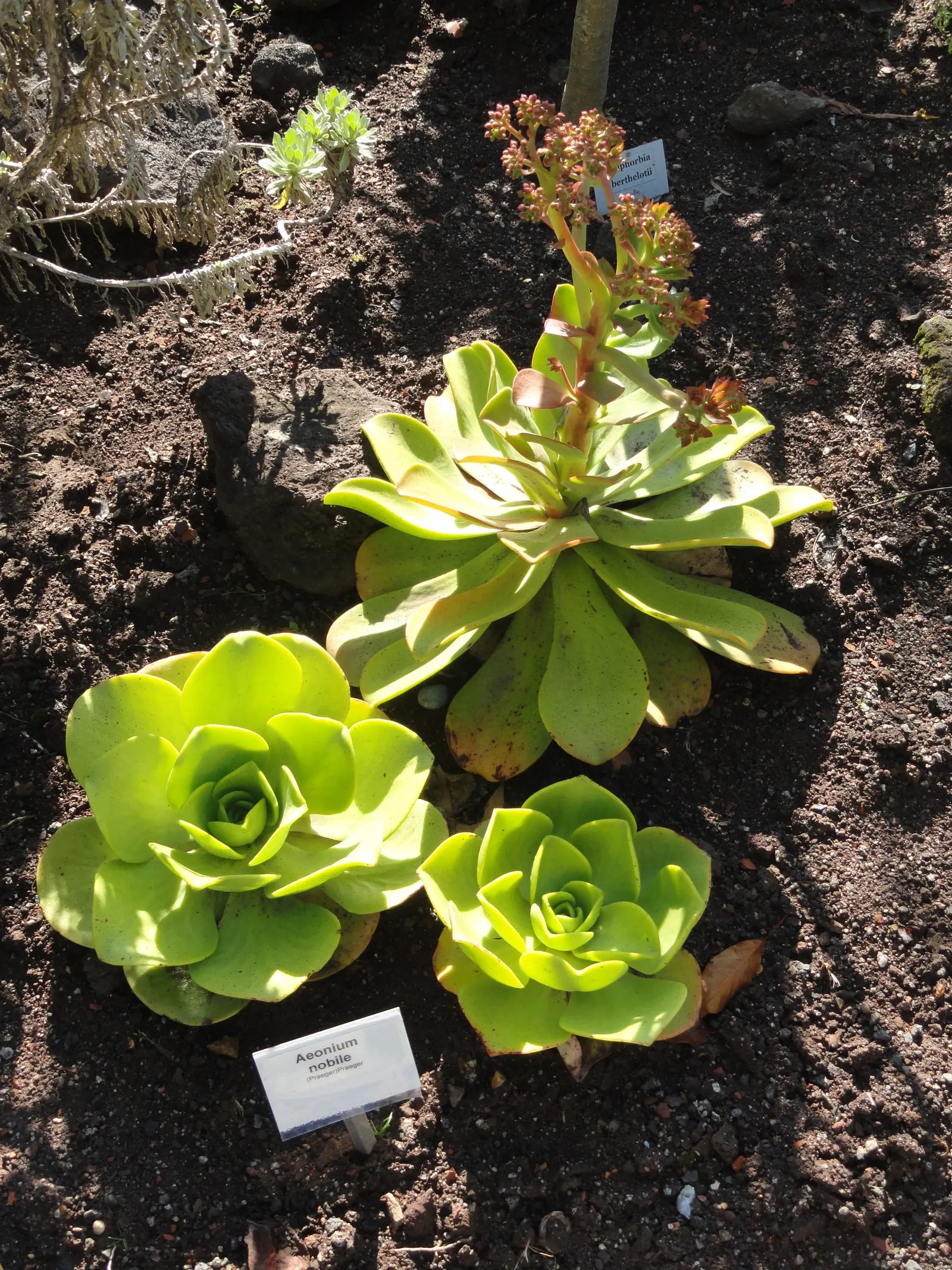 Noble Aeonium (Aeonium Nobile) — Noble Aeonium (Aeonium nobile) is a striking succulent featuring rosettes of fleshy