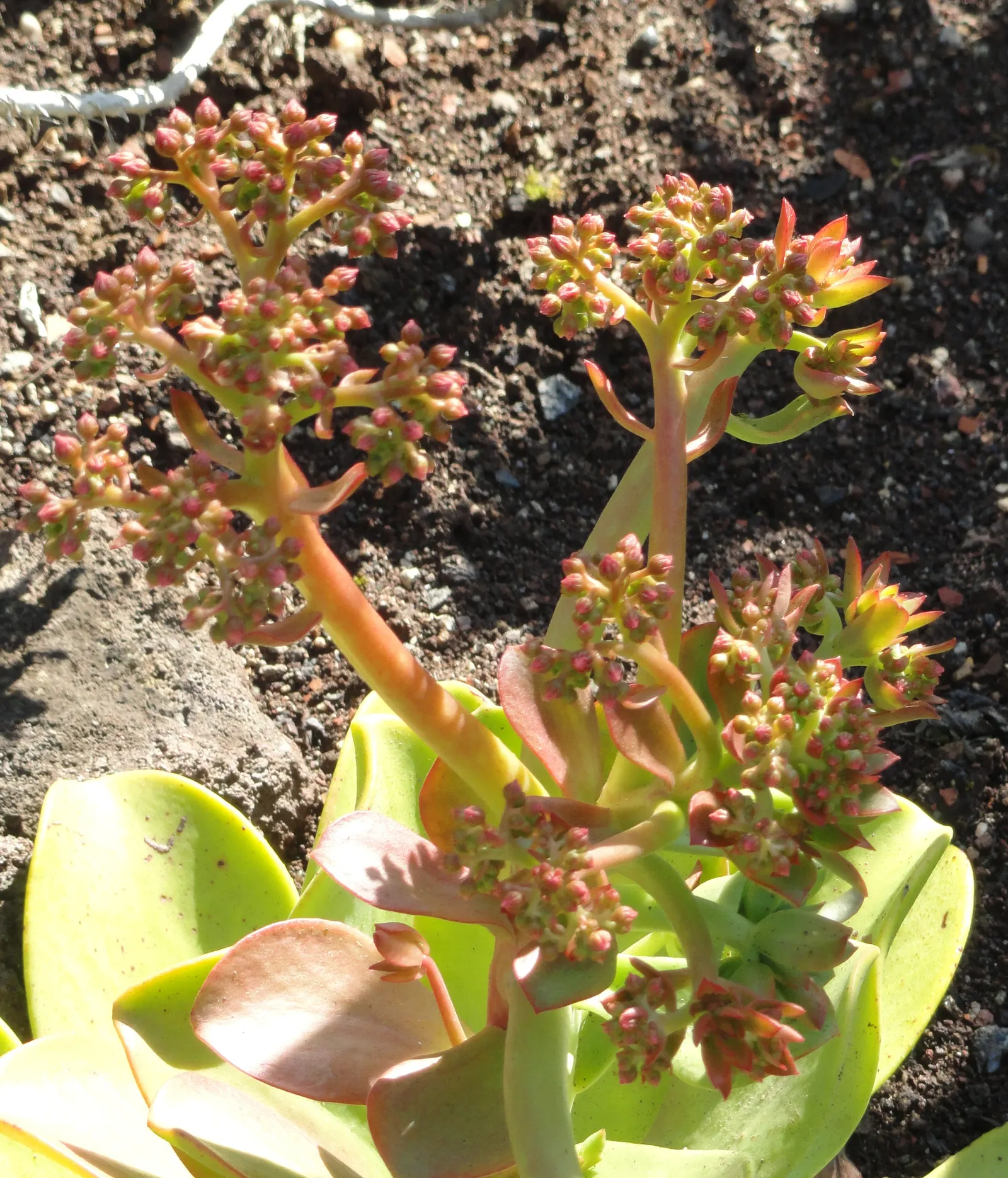 Noble Aeonium (Aeonium Nobile) — nearly flat cluster up to 12 inches across