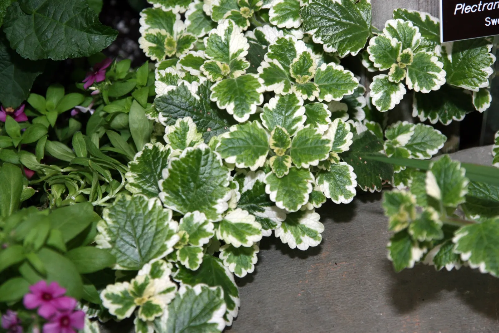 Spur Flower (Plectranthus ciliatus) — pale lavender to violet blossoms arranged in tiered whorls; ideal for clients seeking a low-maintenance yet visually
