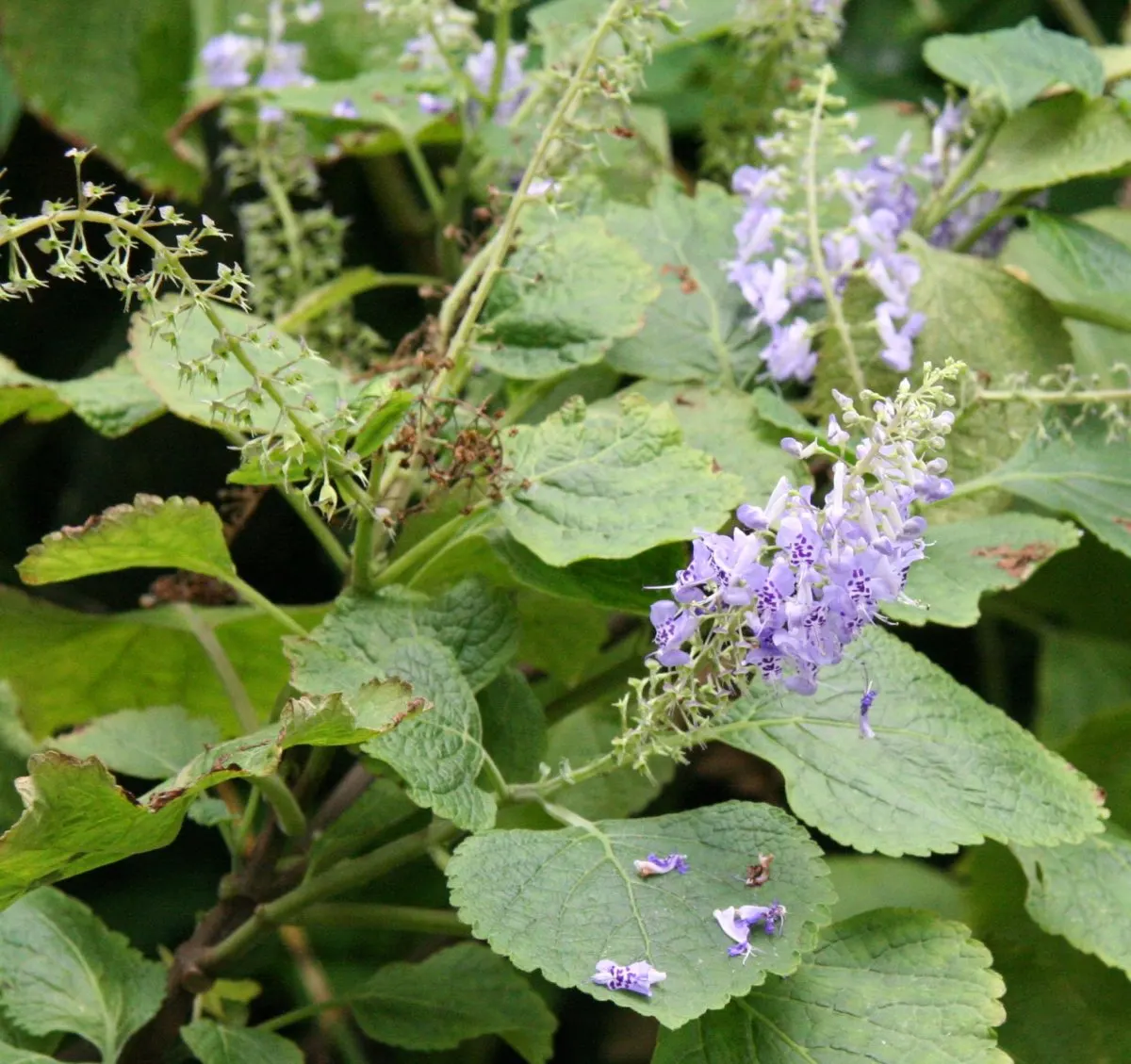 Spur Flower (Plectranthus ciliatus) — with deep green tops and purplish undersides