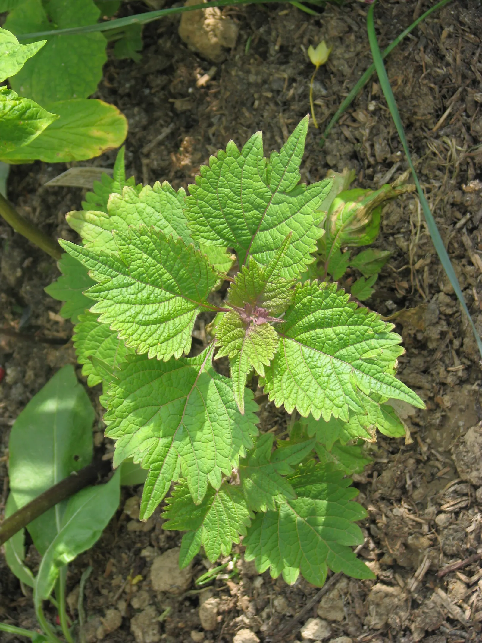 Spur Flower (Plectranthus ciliatus) — perennial with white blooms; adding a sensory layer to the garden experience.<br><br>From late summer to early fall
