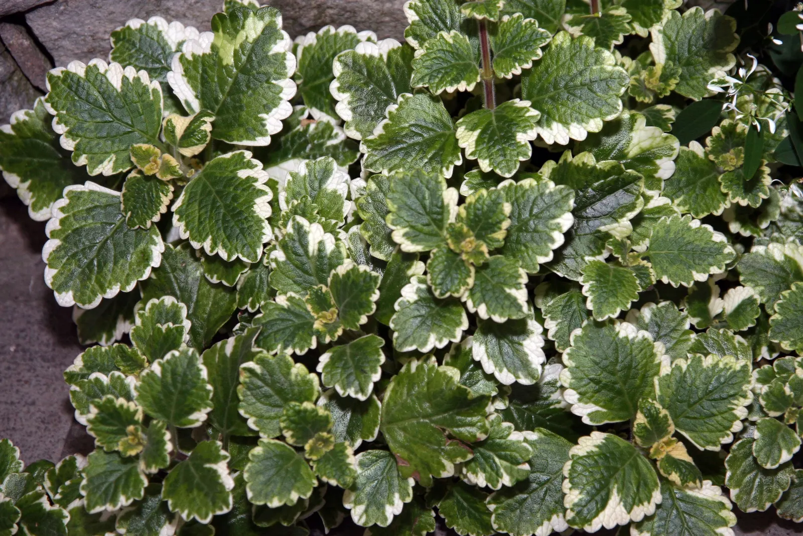 Spur Flower (Plectranthus ciliatus) — A partially shaded position is optimal, but it can tolerate full sun in cooler climates
