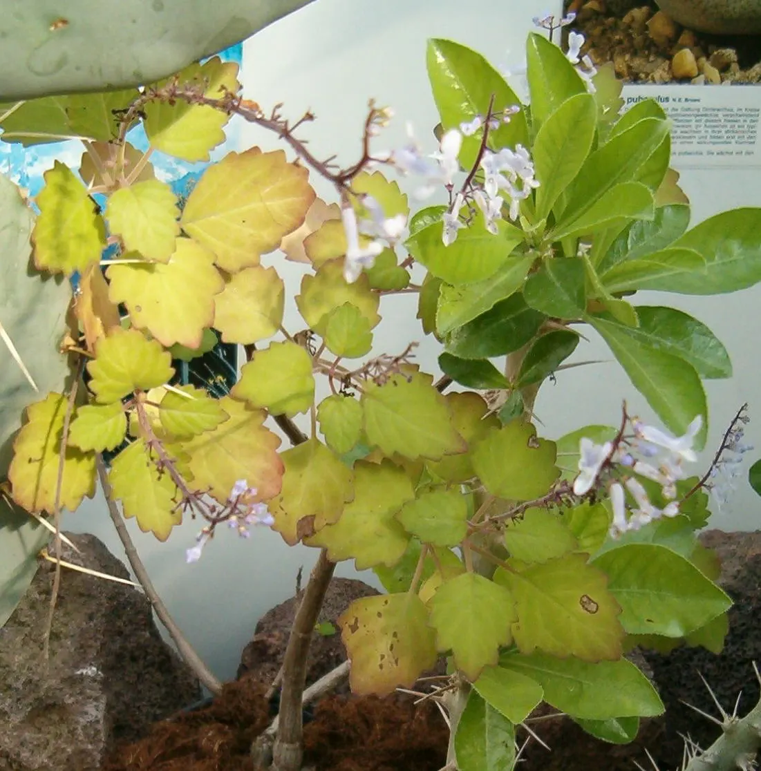 Spur Flower (Plectranthus ciliatus) — ideal for clients seeking a low-maintenance yet visually striking ground cover; its fuzzy, 4-inch-long green, image 51