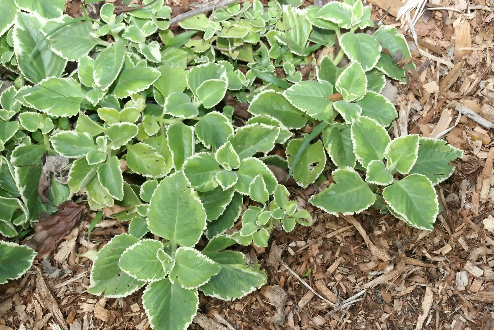 Spur Flower (Plectranthus ciliatus) — They exhibit a striking variegation; with deep green tops and purplish undersides, image 52
