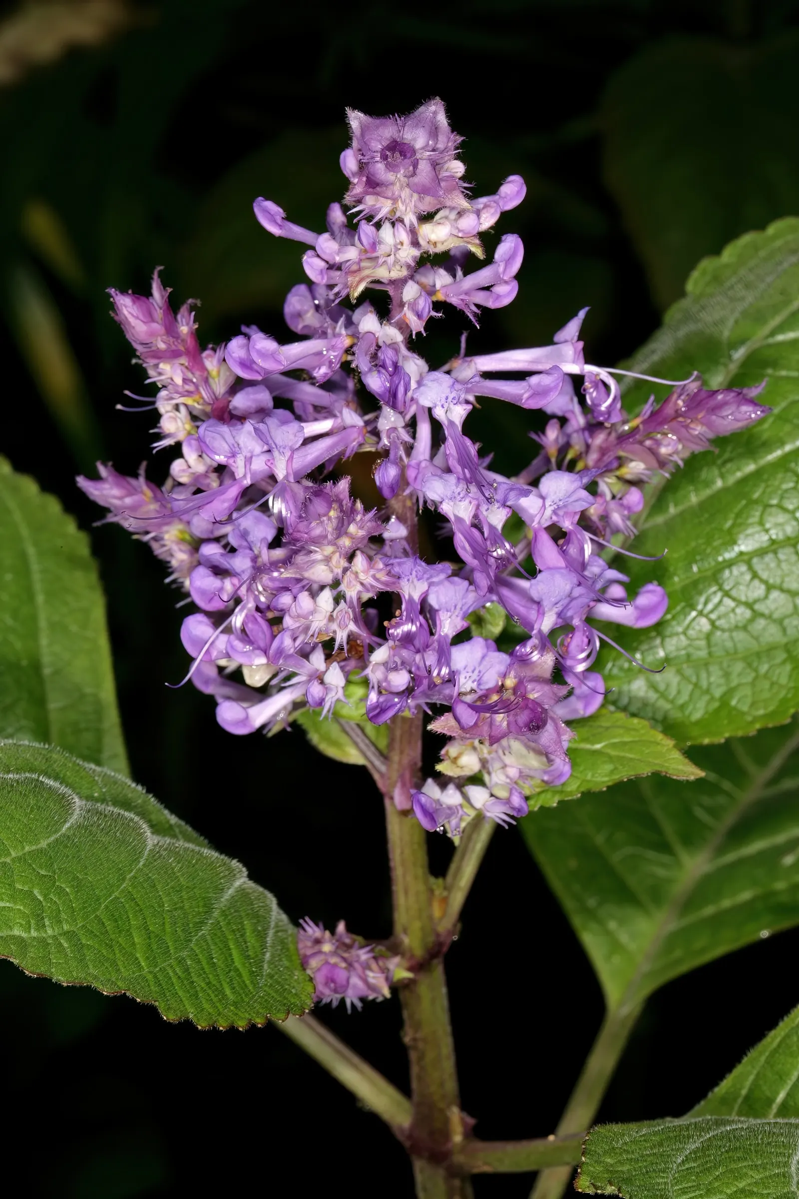 Spur Flower (Plectranthus ciliatus) — the leaves emit a pleasant; they exhibit a striking variegation