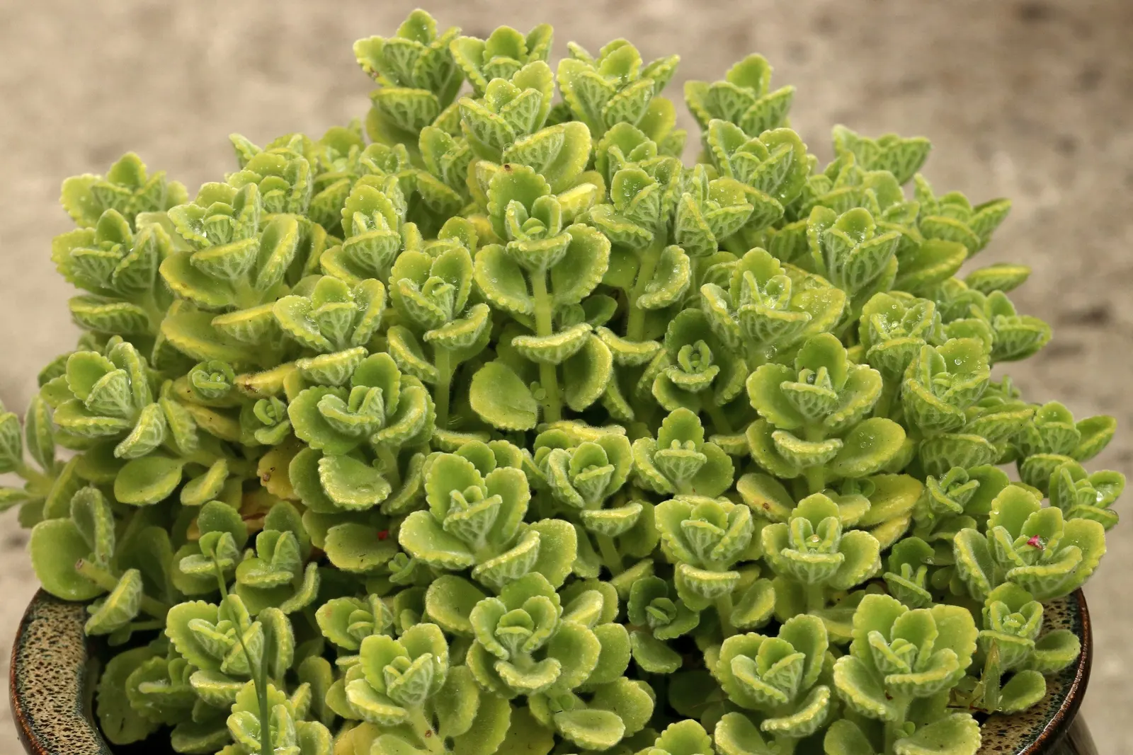 Spur Flower (Plectranthus ciliatus) — ideal for clients seeking a low-maintenance yet visually striking ground cover; its fuzzy, 4-inch-long green, image 73