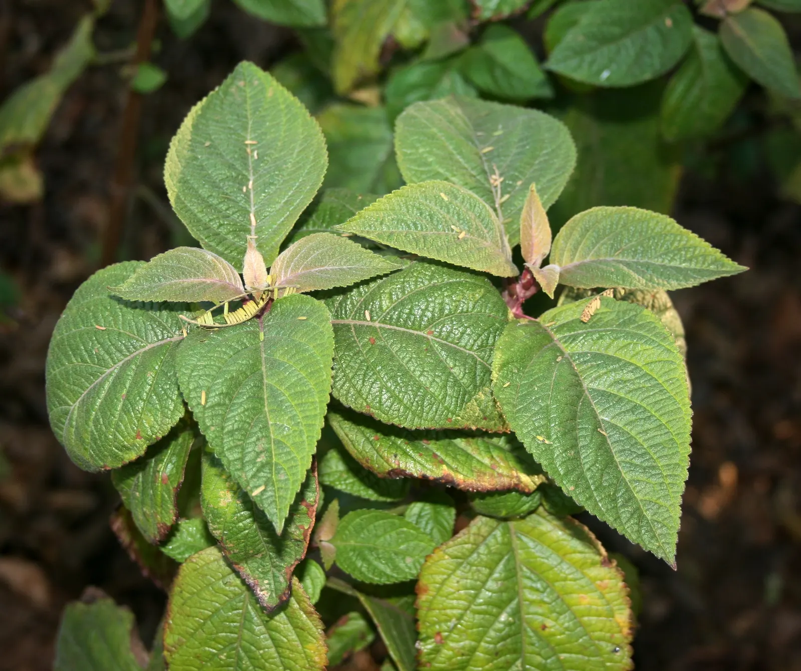 Spur Flower (Plectranthus ciliatus) — The Spur Flower (Plectranthus ciliatus)