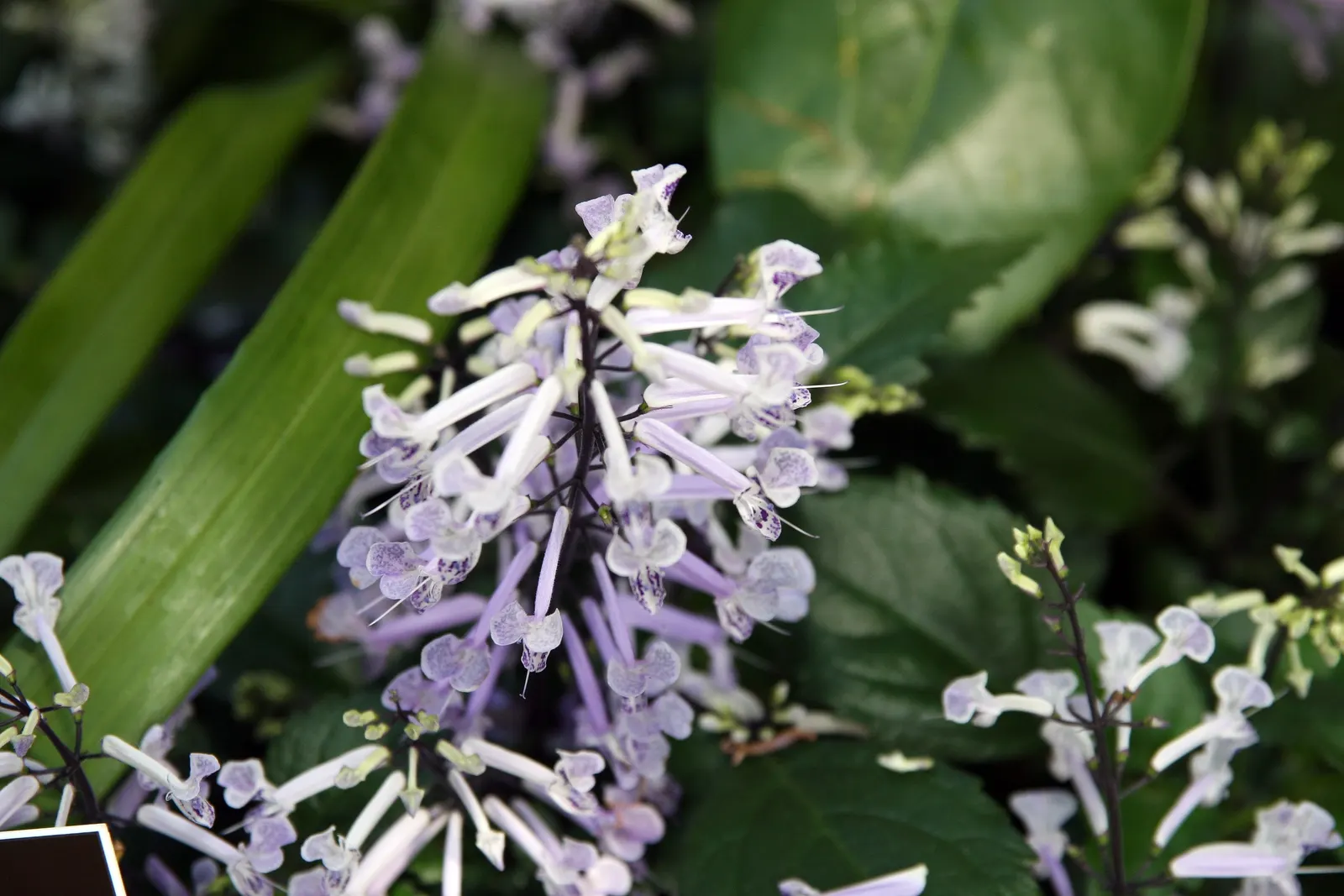 Spur Flower (Plectranthus ciliatus) — Its fuzzy, 4-inch-long green leaves with purple undersides and scalloped edges offer year-round interest