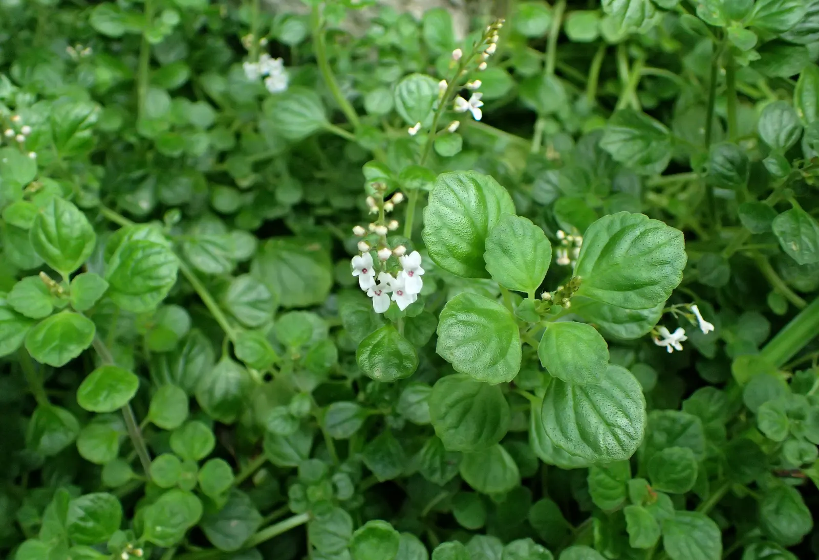 Spur Flower (Plectranthus ciliatus) — enchanting flora enthusiasts while requiring minimal upkeep - an ideal choice for any client's garden; white, image 63