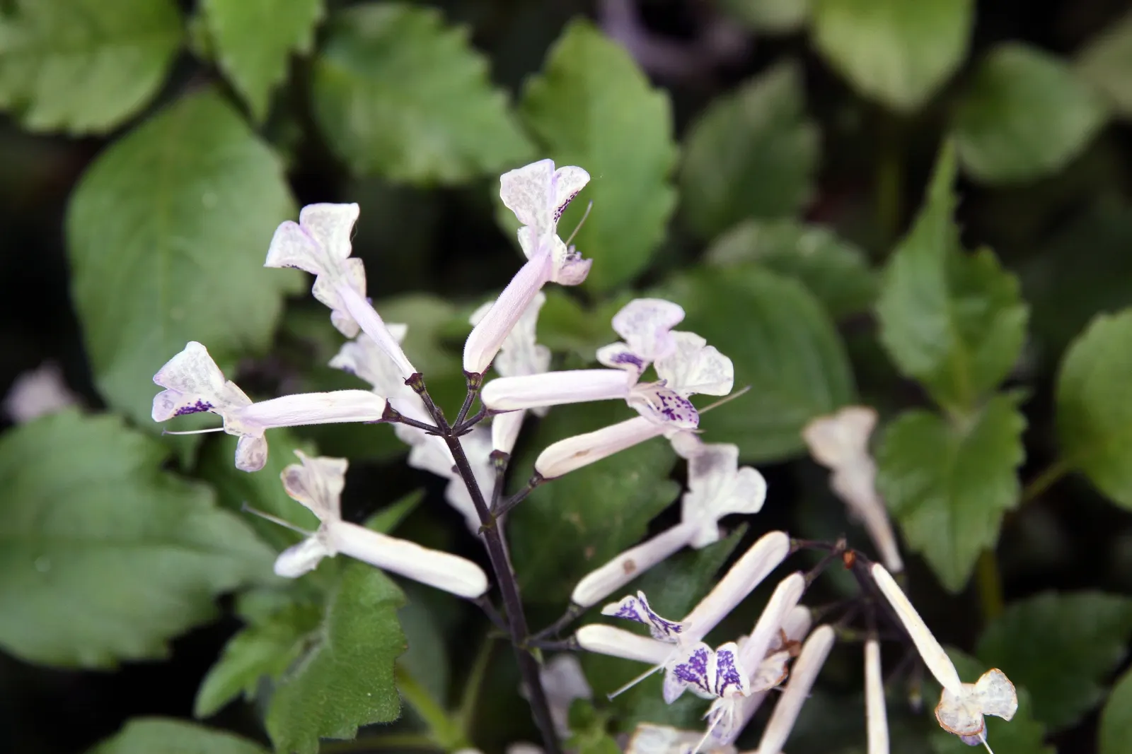 Spur Flower (Plectranthus ciliatus) — is a versatile and vibrant addition to any landscape; a partially shaded position is optimal, but it can, image 50