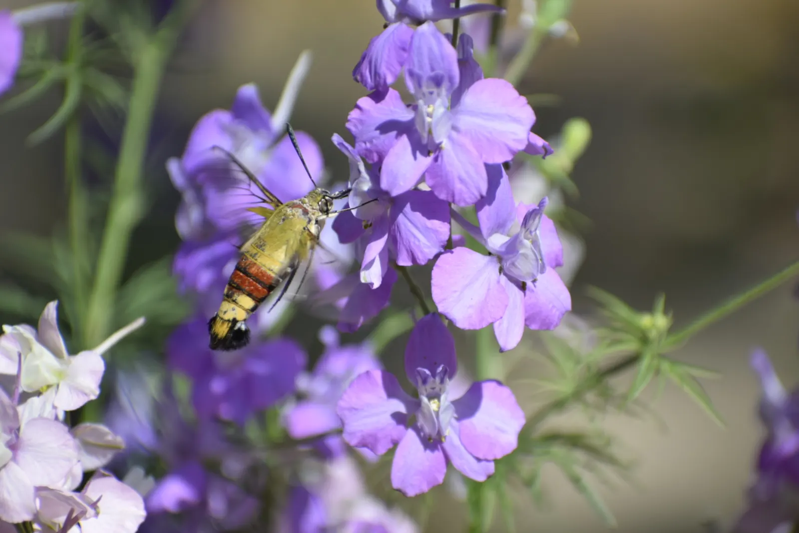 Spur Flower (Plectranthus ciliatus) — In fall, pale lavender flowers emerge, attracting pollinators