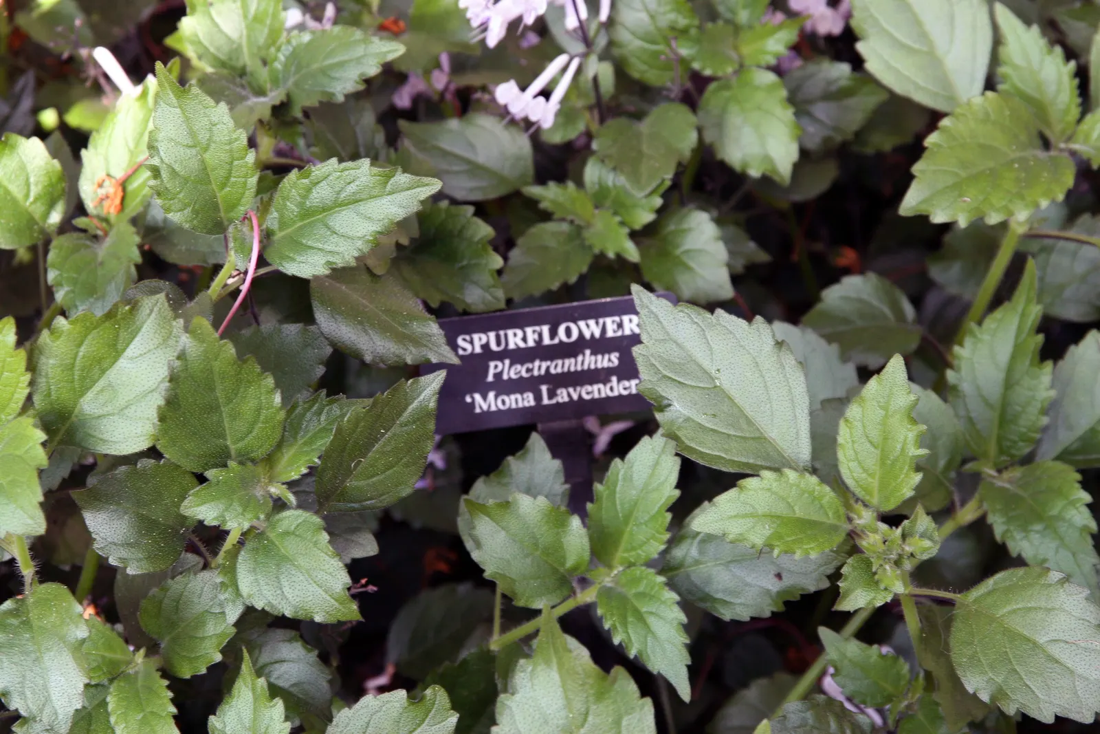 Spur Flower (Plectranthus ciliatus) — the Spur Flower produces inflorescences of tubular