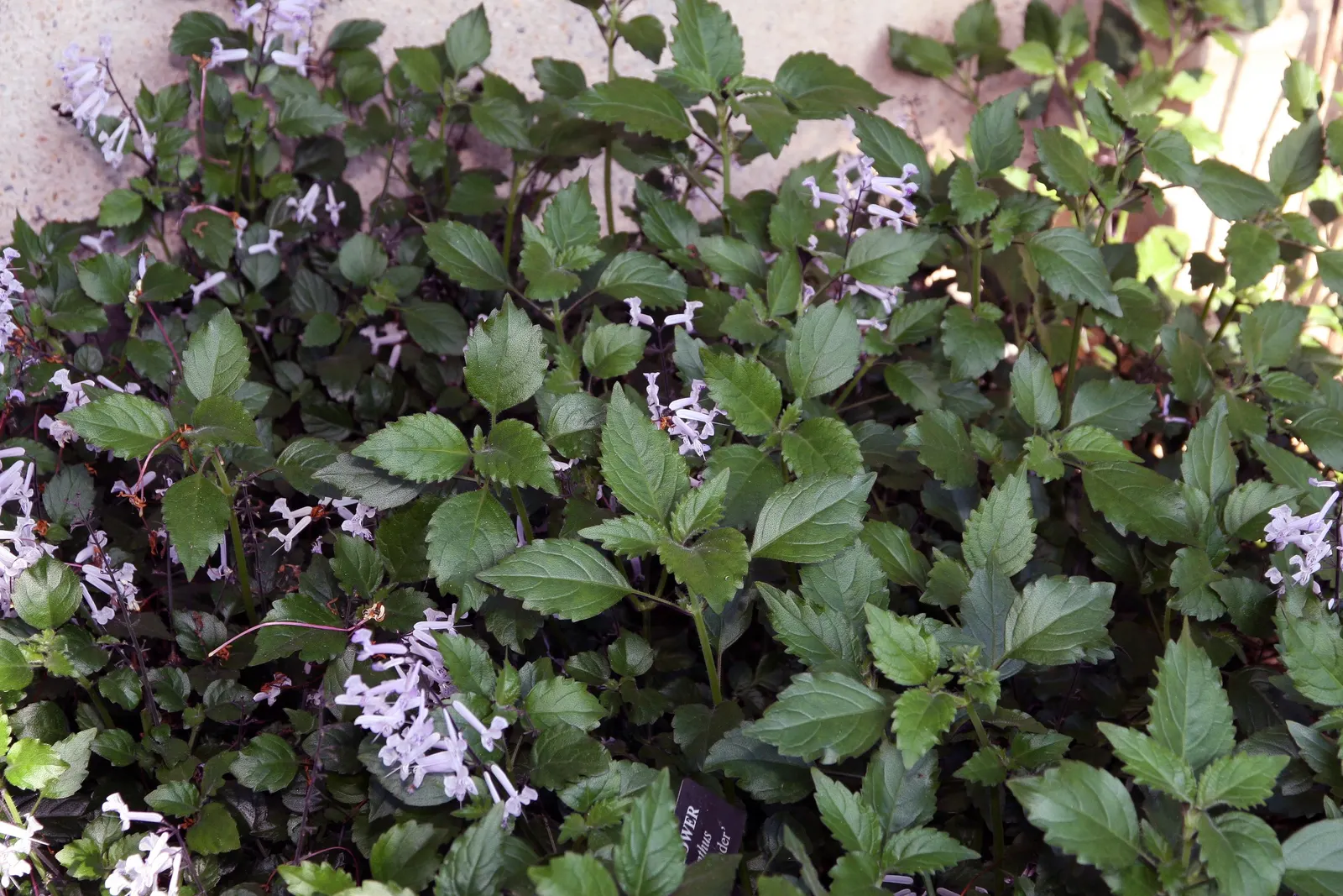 Spur Flower (Plectranthus ciliatus) — enchanting flora enthusiasts while requiring minimal upkeep - an ideal choice for any client's garden