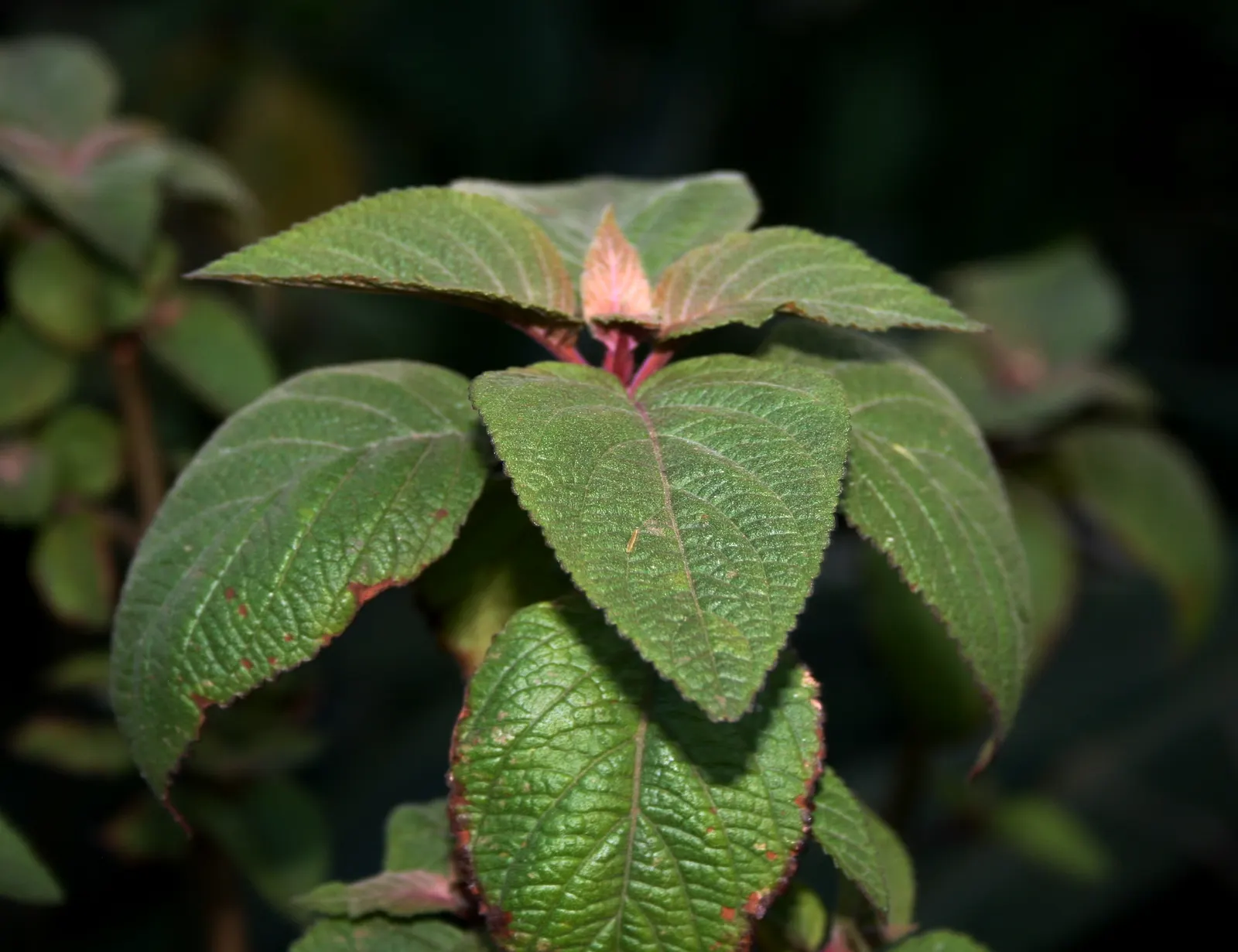 Spur Flower (Plectranthus ciliatus) — with deep green tops and purplish undersides; attracting pollinators such as bees and butterflies, image 53