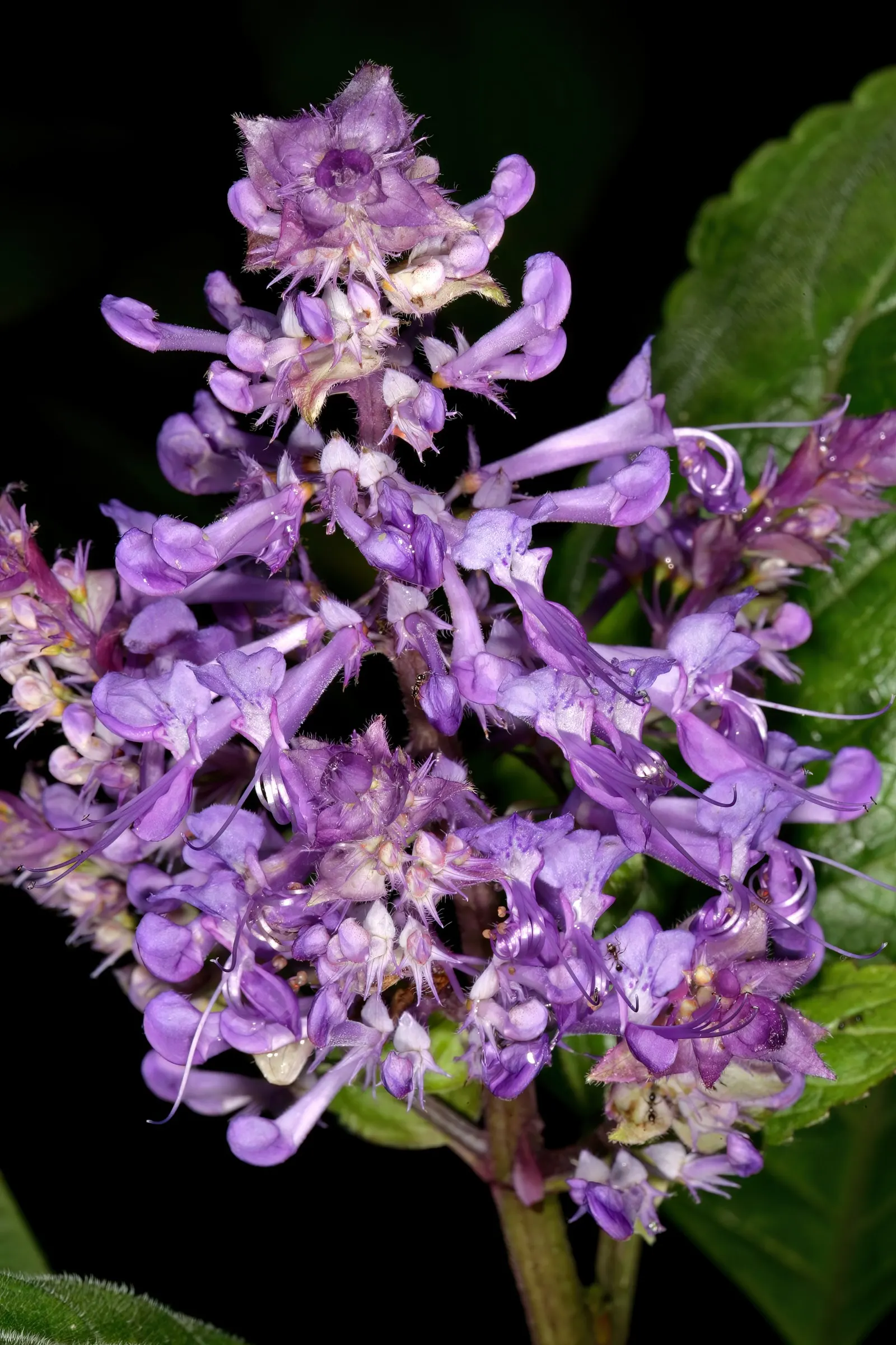 Spur Flower (Plectranthus ciliatus) — The Spur Flower (Plectranthus ciliatus); adding a play of color that catches the eye even from a distance