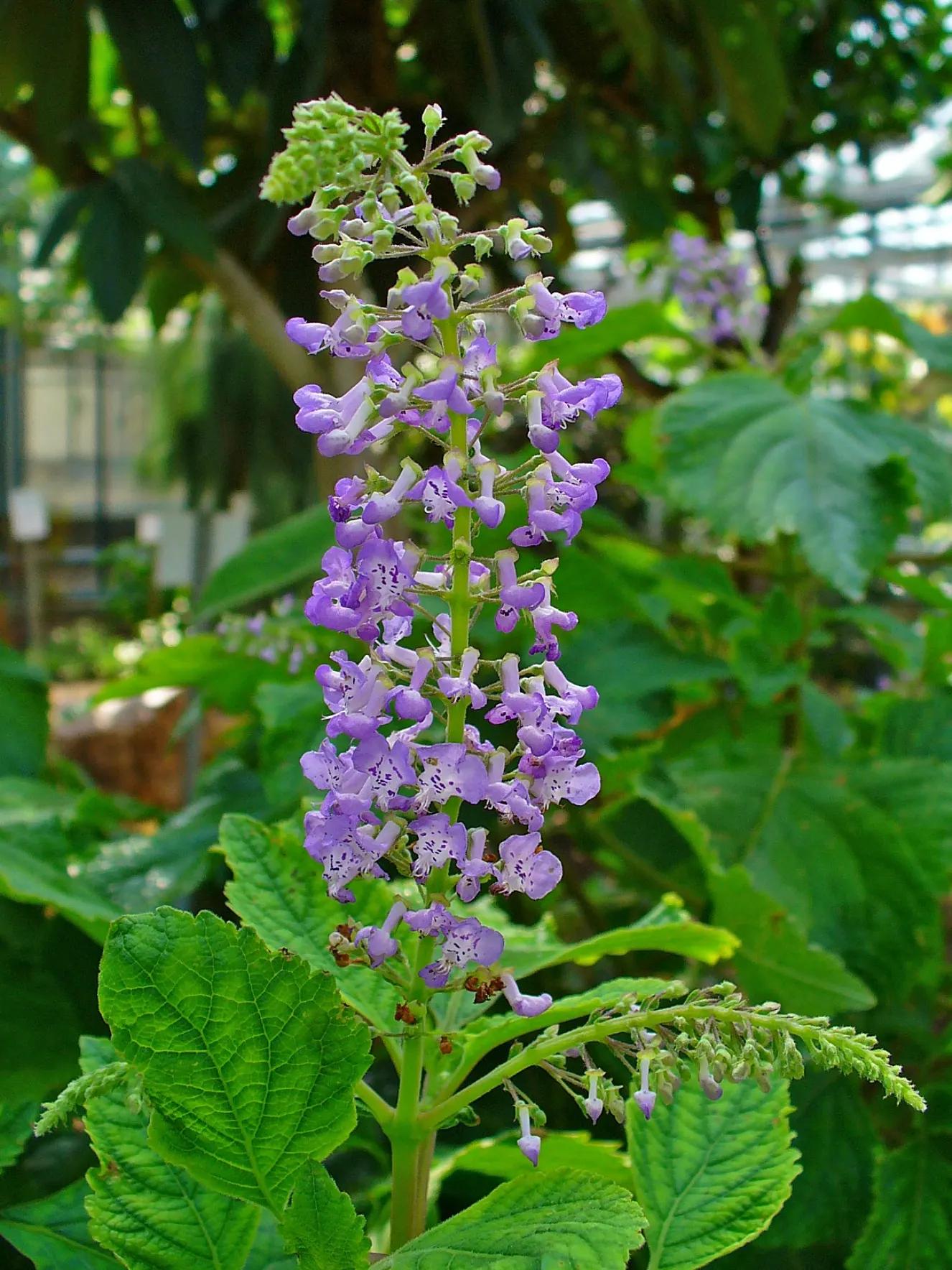 Spur Flower (Plectranthus ciliatus) — In fall, pale lavender flowers emerge, attracting pollinators; being drought tolerant once established, image 47