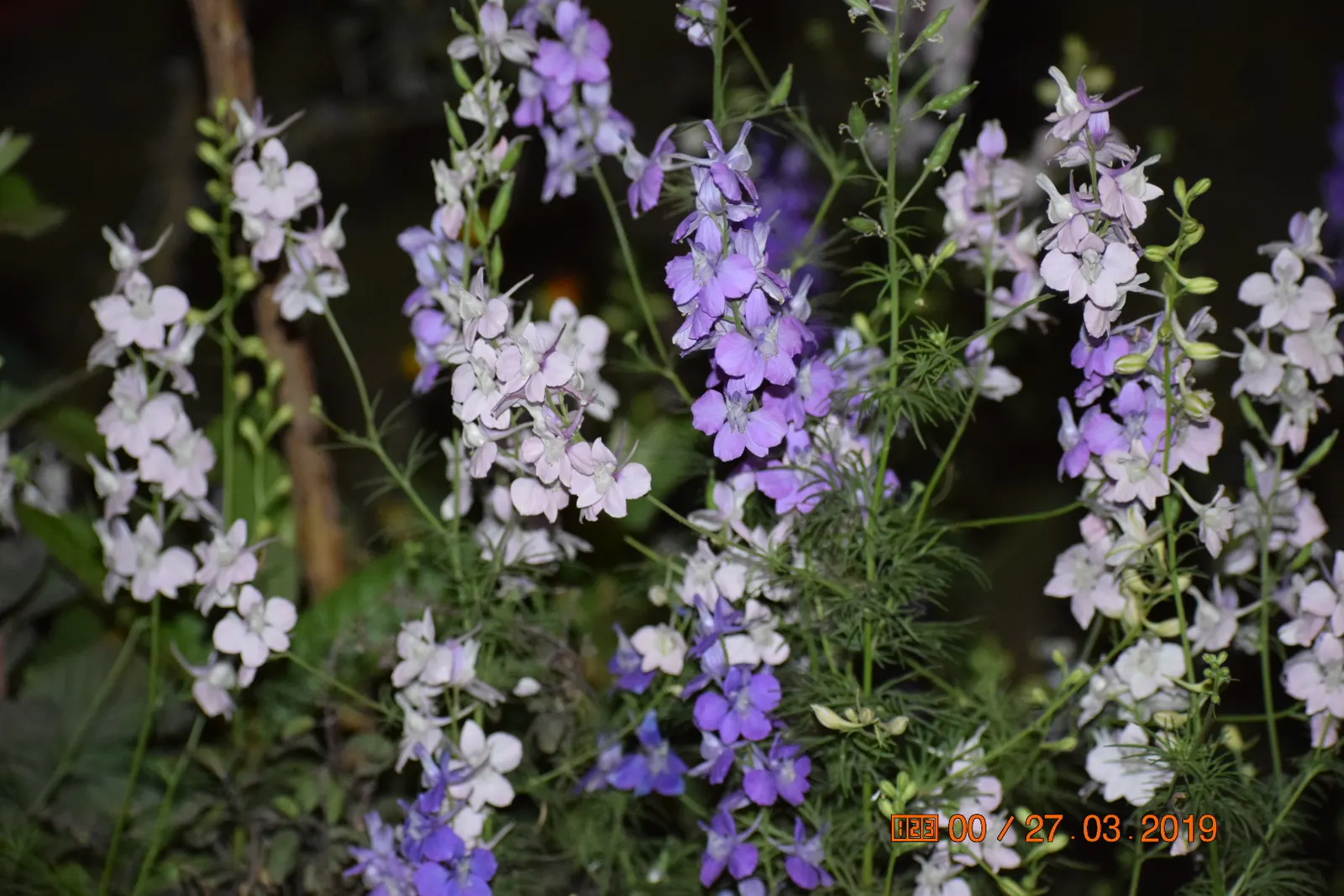 Spur Flower (Plectranthus ciliatus) — A partially shaded position is optimal, but it can tolerate full sun in cooler climates; is a versatile and vibrant