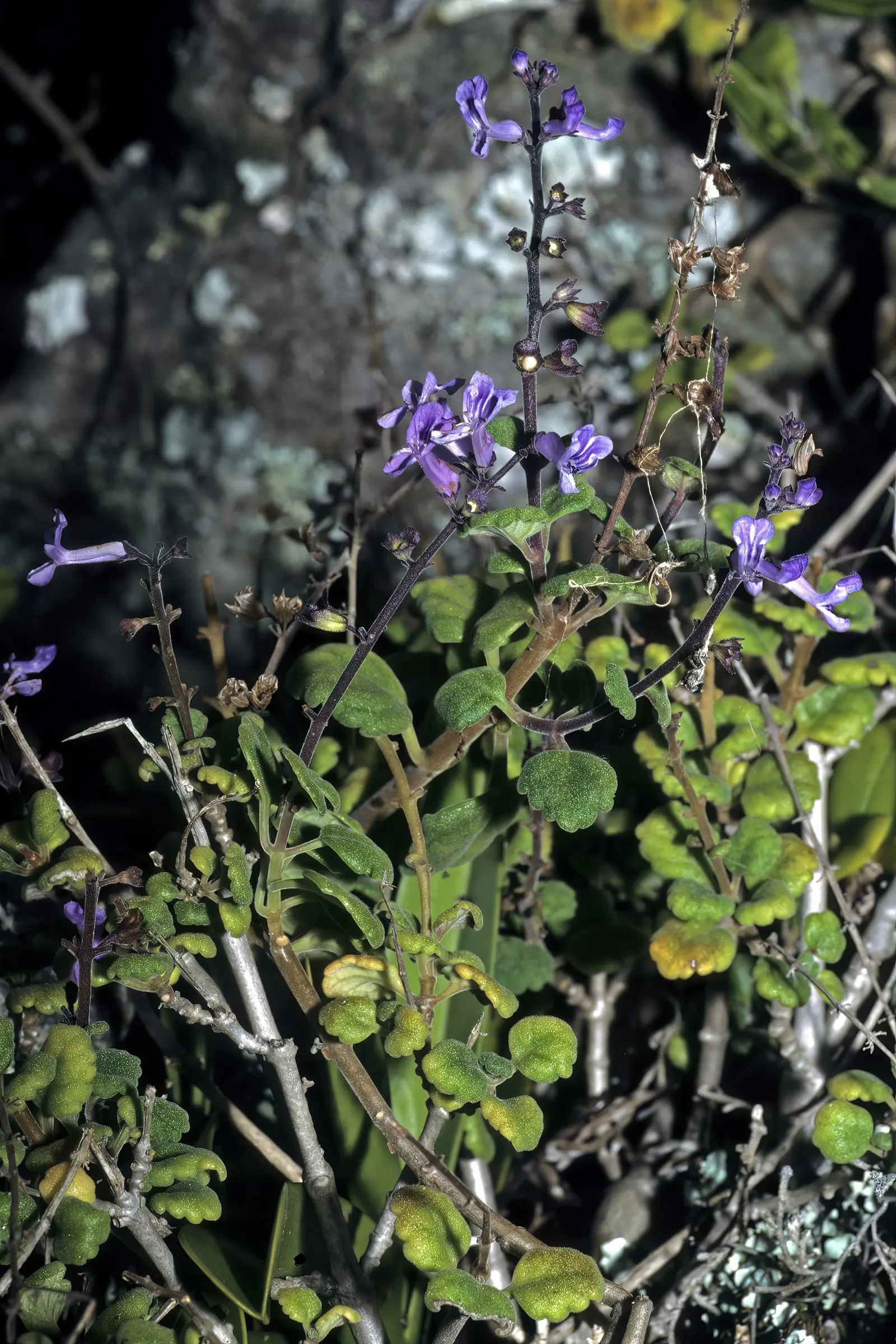 Spur Flower (Plectranthus ciliatus) — attracting pollinators such as bees and butterflies; perennial with white blooms, image 60