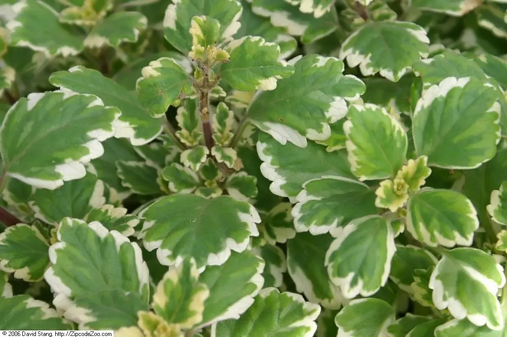 Spur Flower (Plectranthus ciliatus) — They exhibit a striking variegation; with deep green tops and purplish undersides
