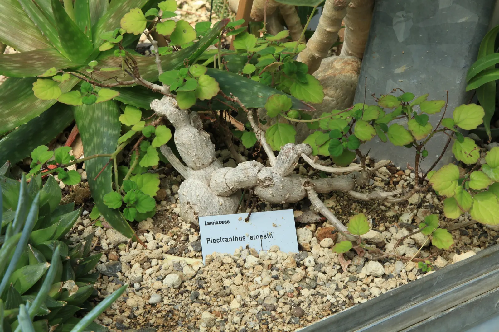 Spur Flower (Plectranthus ciliatus) — The flowers stand out against the foliage and can reach a height of up to 6 inches; pale lavender to violet, image 59