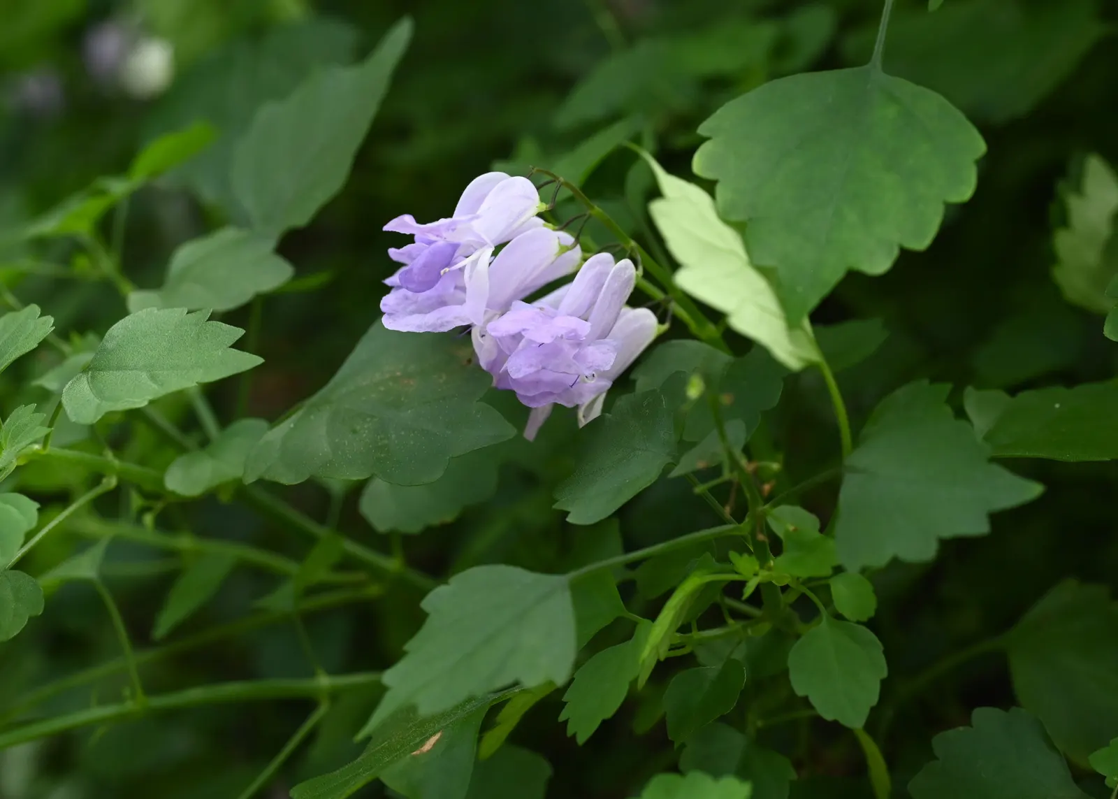 Spur Flower (Plectranthus ciliatus) — white flowers in the garden; the Spur Flower (Plectranthus ciliatus), image 64