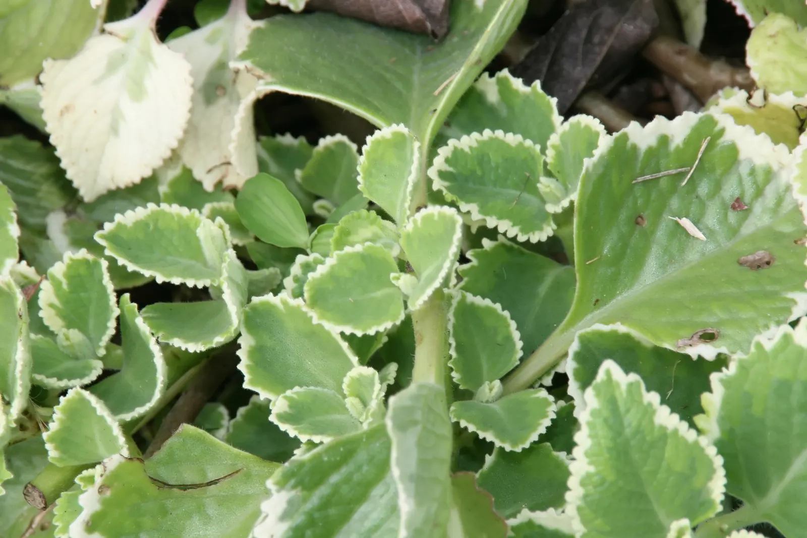 Spur Flower (Plectranthus ciliatus) — with deep green tops and purplish undersides; attracting pollinators such as bees and butterflies, image 75