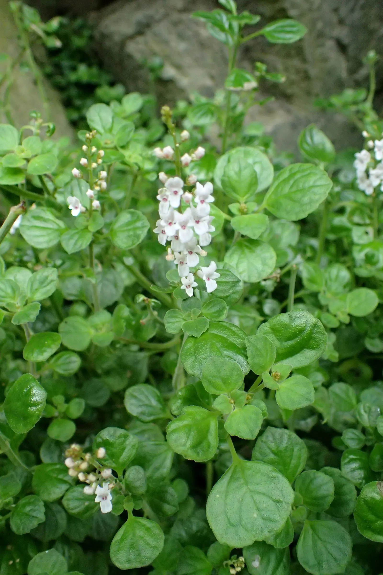 Spur Flower (Plectranthus ciliatus) — the leaves emit a pleasant; they exhibit a striking variegation, image 55