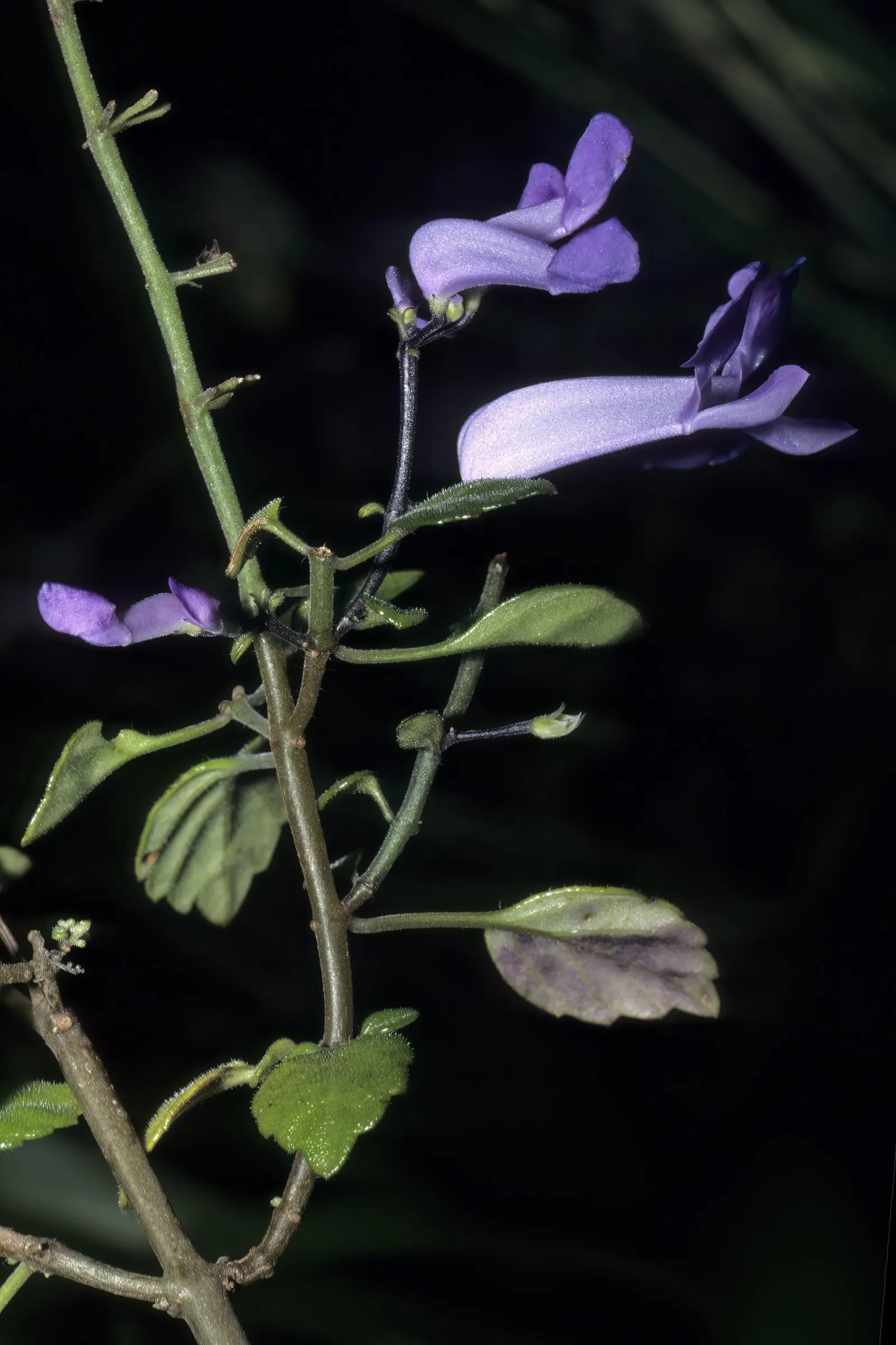 Spur Flower (Plectranthus ciliatus) — perennial with white blooms; adding a sensory layer to the garden experience.<br><br>From late summer to, image 65