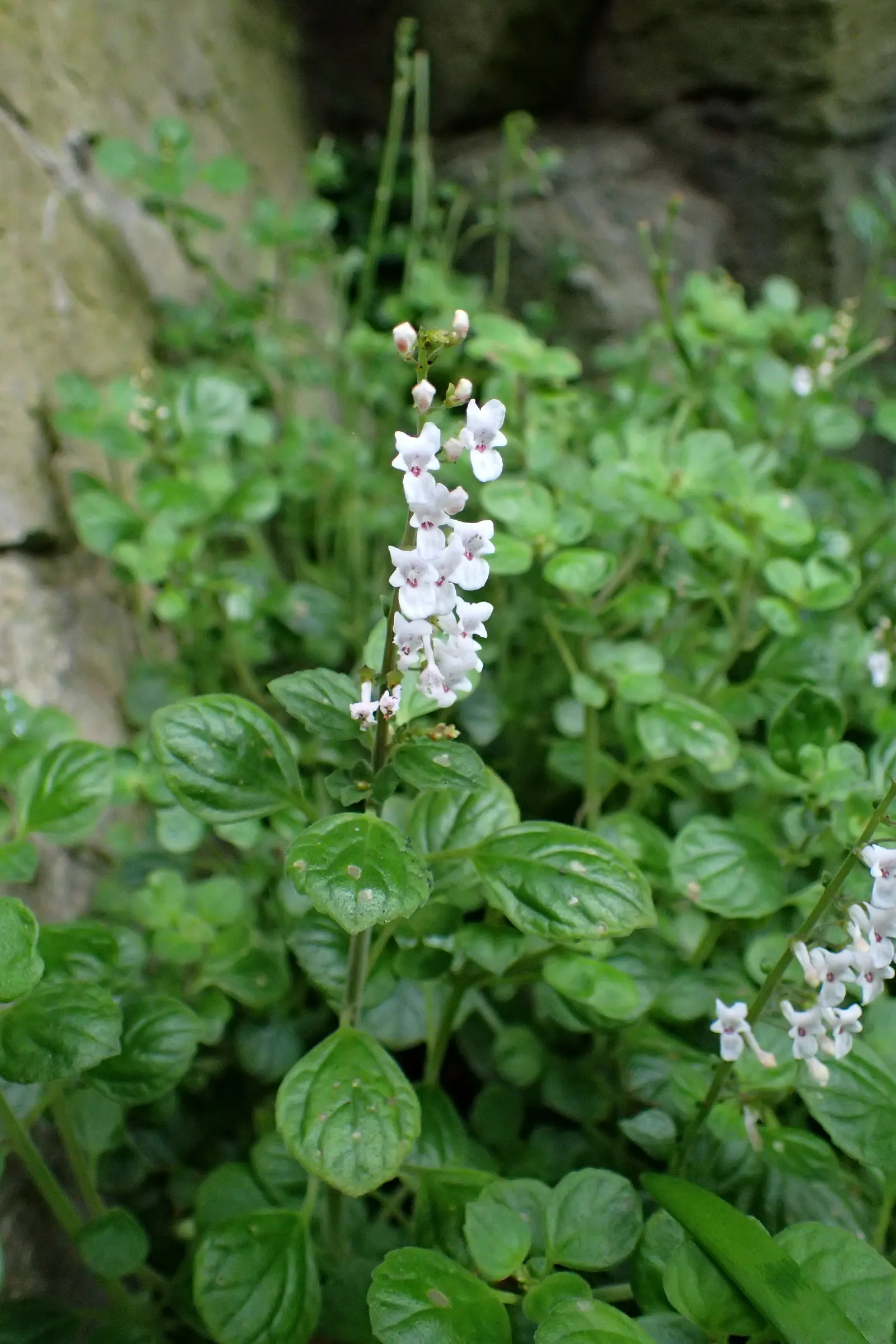 Spur Flower (Plectranthus ciliatus) — The flowers stand out against the foliage and can reach a height of up to 6 inches