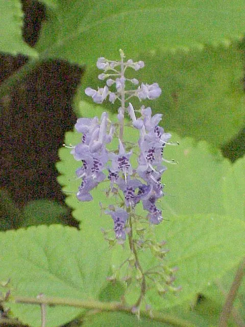 Spur Flower (Plectranthus ciliatus) — The flowers stand out against the foliage and can reach a height of up to 6 inches; pale lavender to violet blossoms