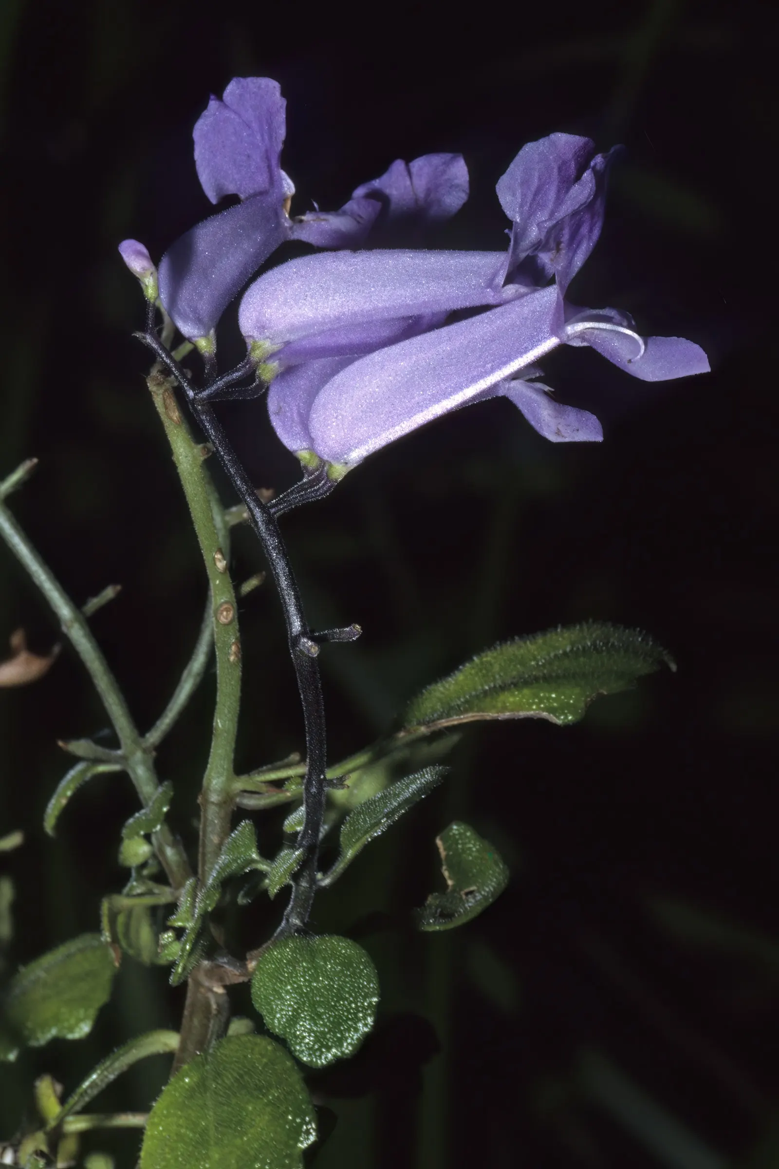 Spur Flower (Plectranthus ciliatus) — white flowers in the garden; the Spur Flower (Plectranthus ciliatus)