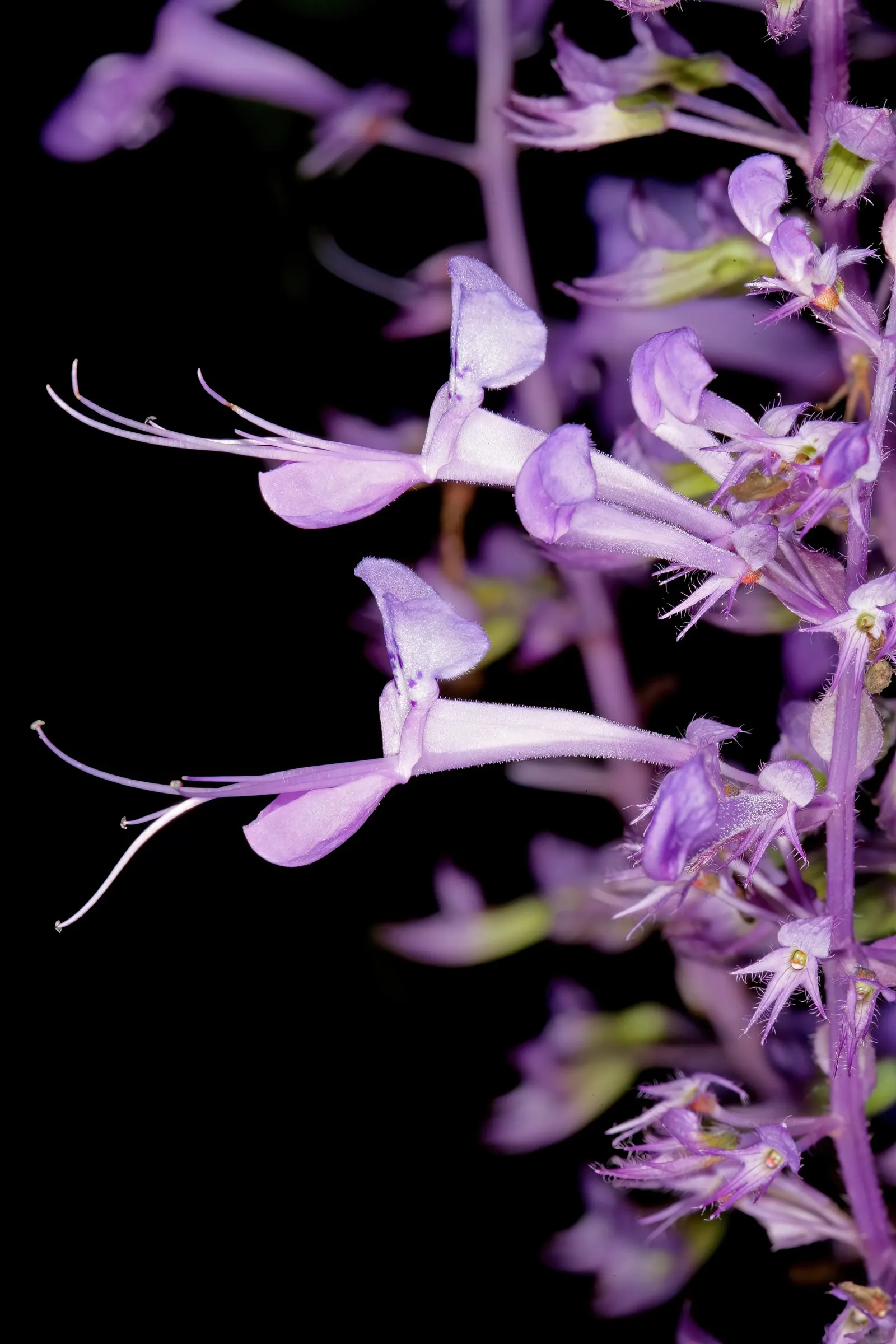 Spur Flower (Plectranthus ciliatus) — ideal for clients seeking a low-maintenance yet visually striking ground cover