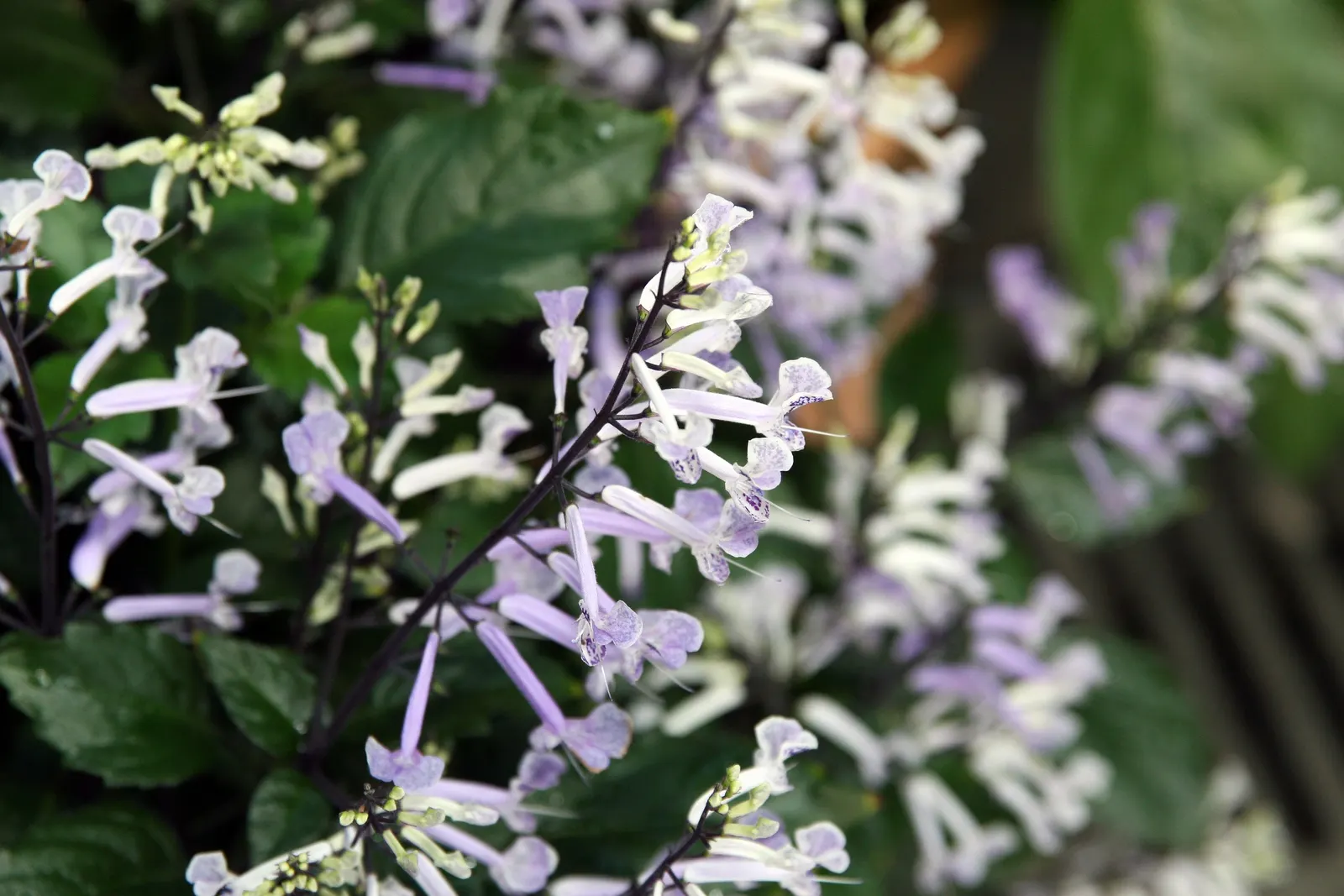 Spur Flower (Plectranthus ciliatus) — The Spur Flower (Plectranthus ciliatus); adding a play of color that catches the eye even from a distance, image 71