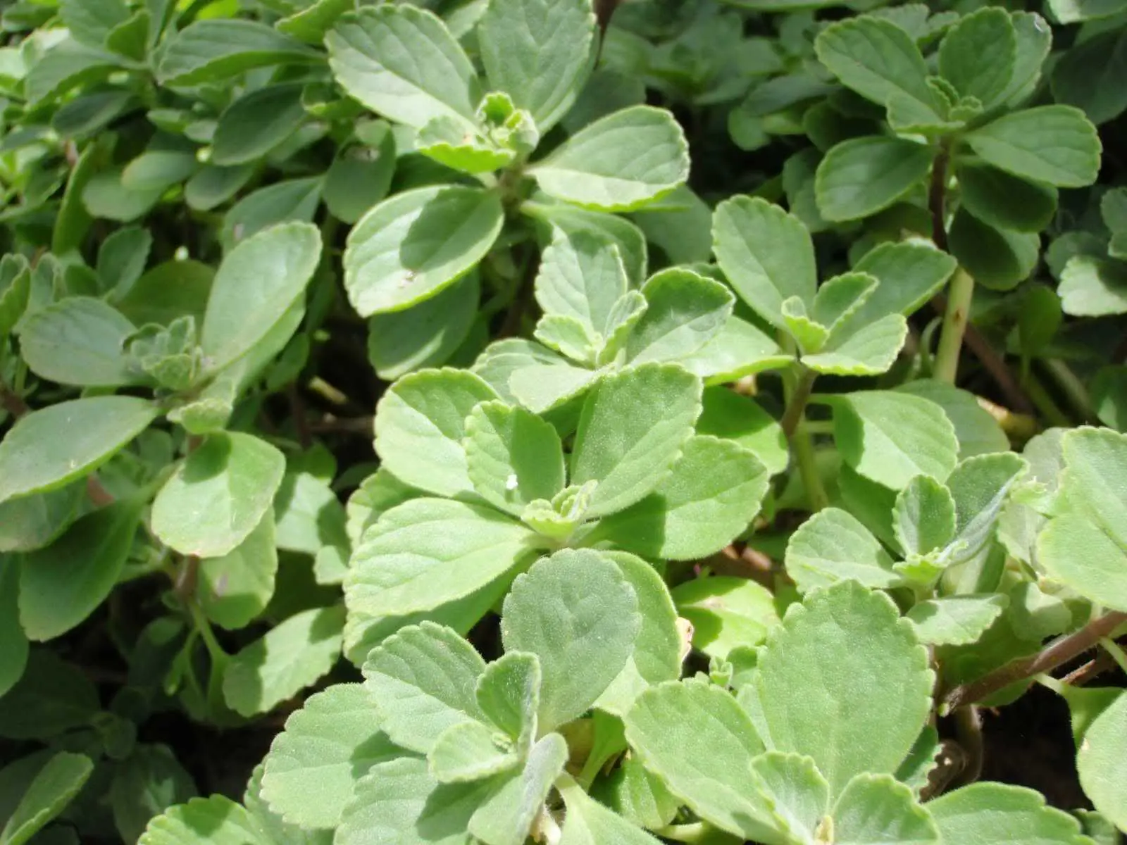 Spur Flower (Plectranthus ciliatus) — adding a play of color that catches the eye even from a distance; reaching a height of 1 foot and spreading, image 76