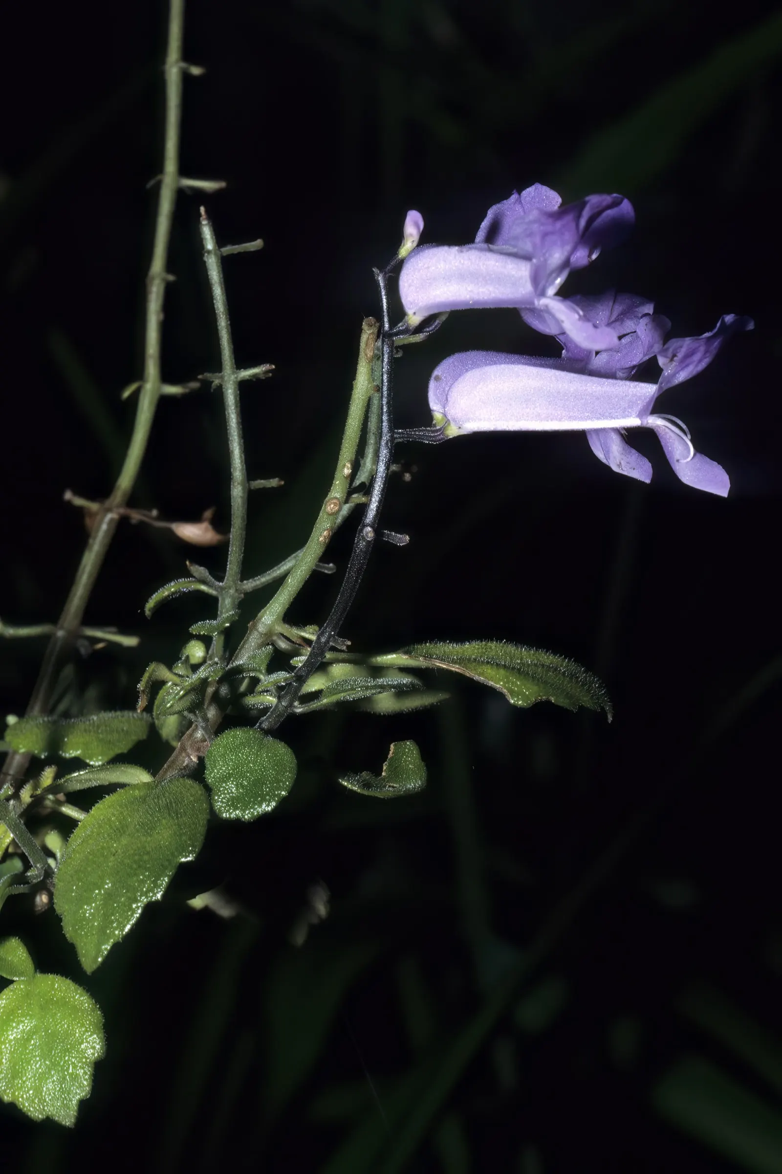 Spur Flower (Plectranthus ciliatus) — pale lavender to violet blossoms arranged in tiered whorls; ideal for clients seeking a low-maintenance yet, image 80